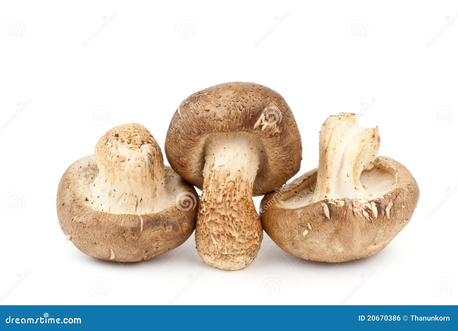 Fresh Shiitake Mushroom stock photo. Image of ingredient 20670386