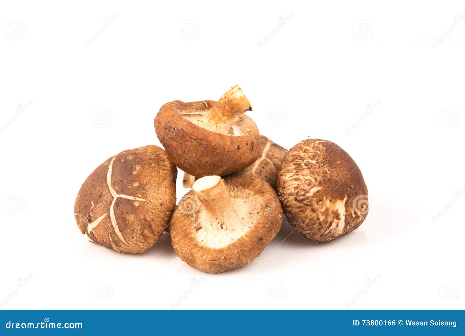 Fresh Shiitake Mushroom on White Stock Photo Image of shiitake, white 73800166