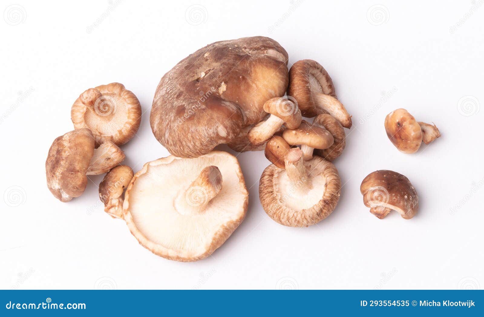 Fresh Shiitake Mushrooms on White Background Stock Image Image of
