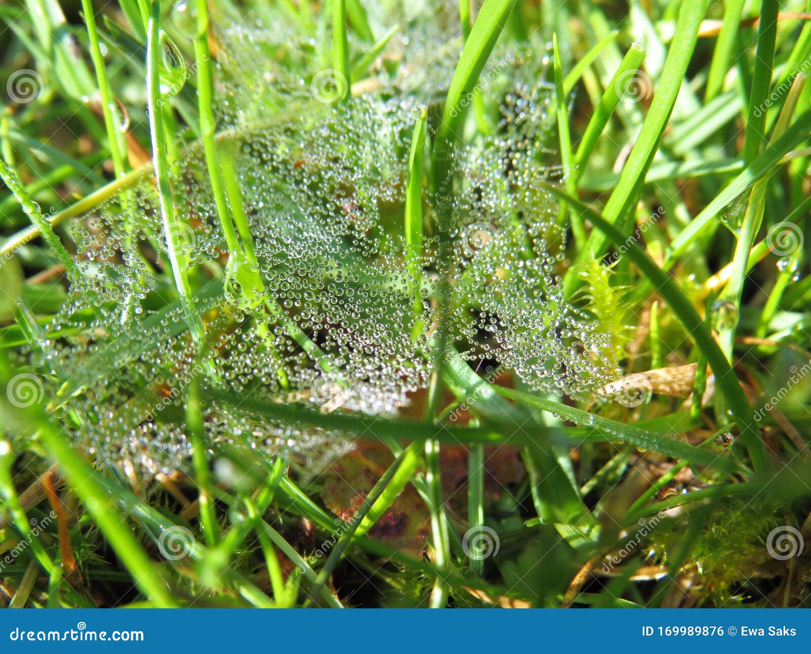 fresh and shiny water drops on the green grass
