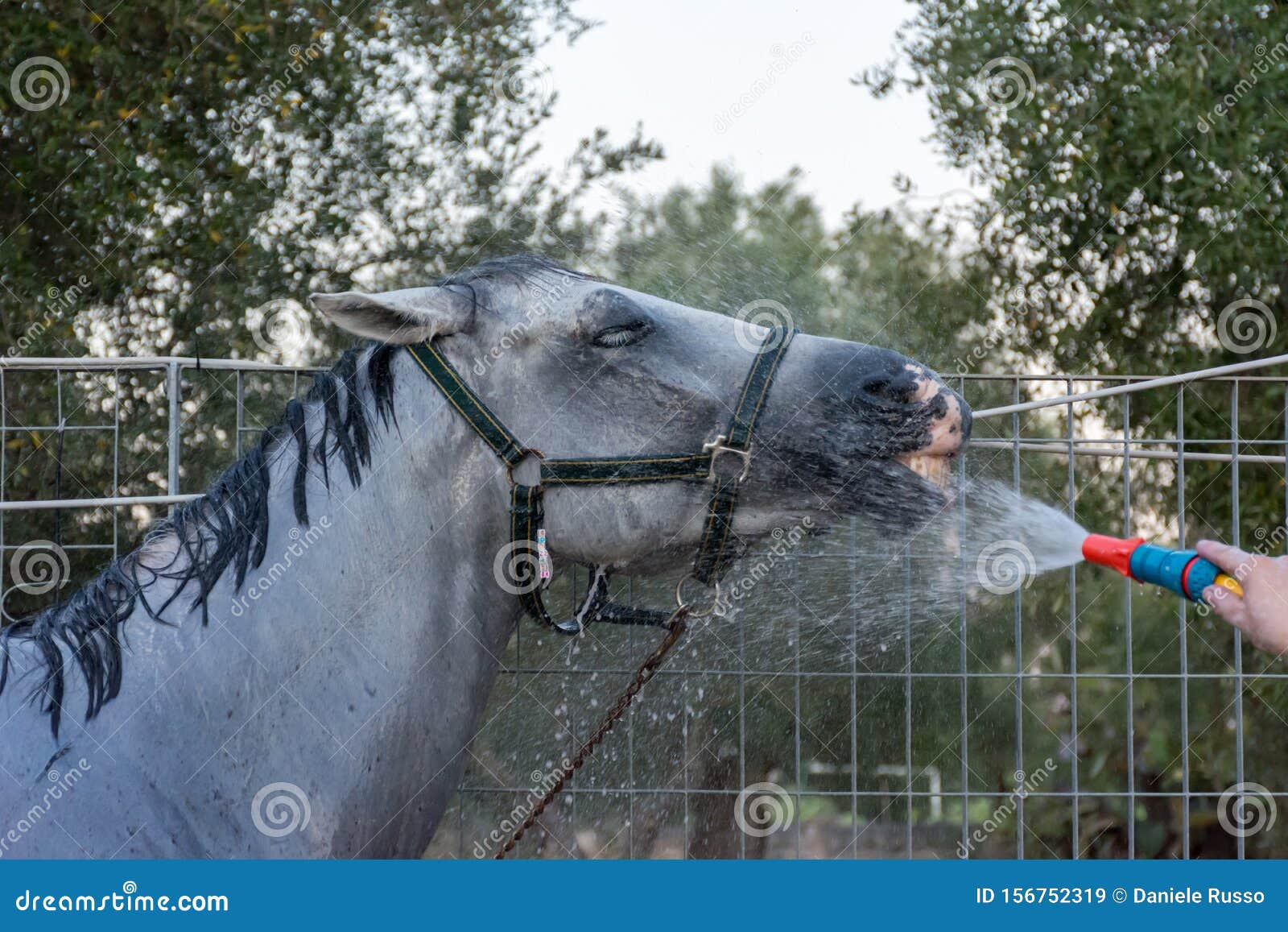 Fresh Shower for Horse after Training at the Equestrian School Stock