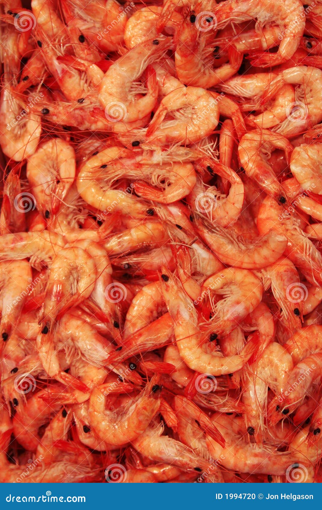 Fresh shrimp stock photo. Image of lunch, shrimps, saltwater 1994720