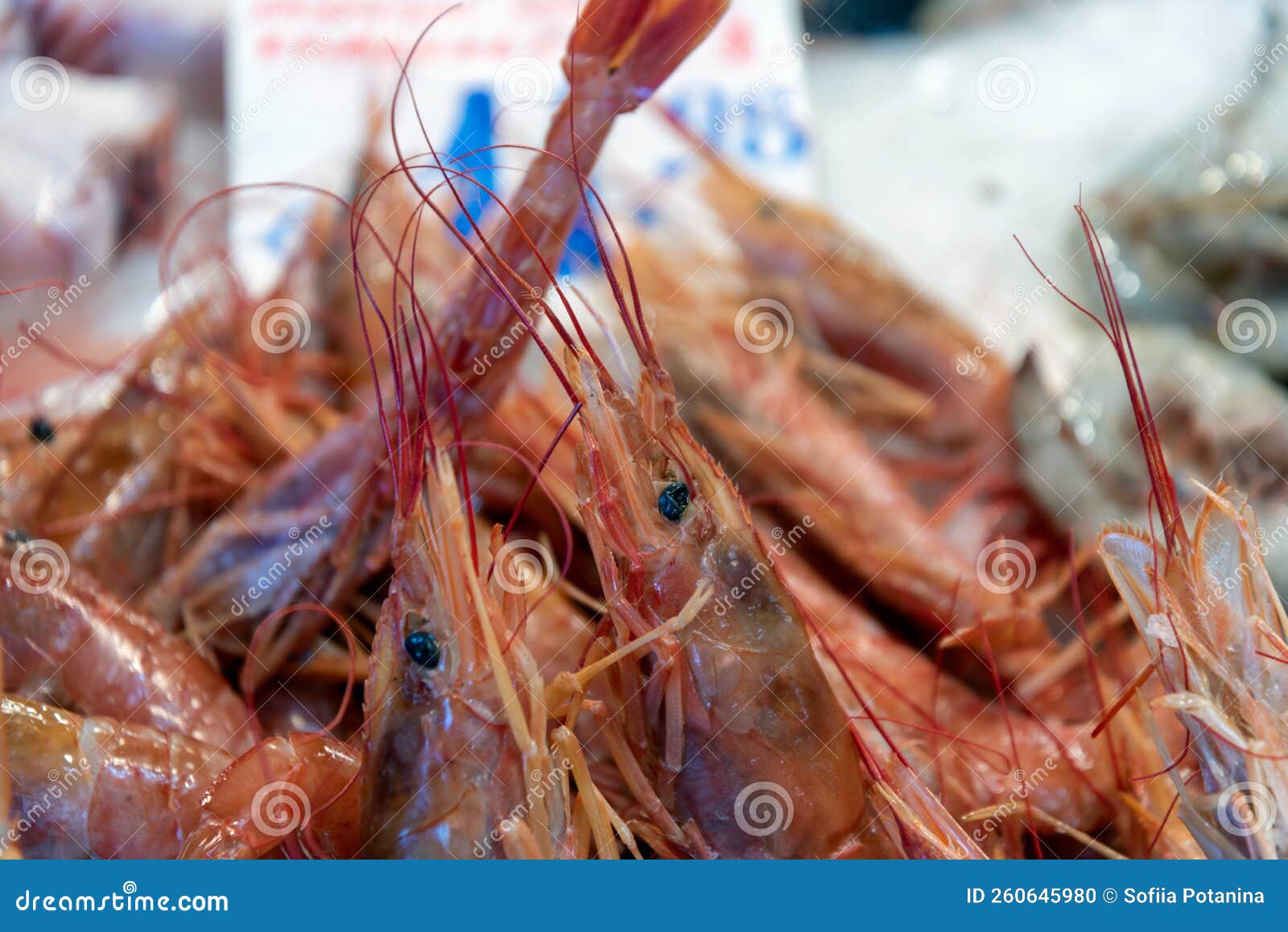 Fresh Shrimp at the Fish Market Stock Photo Image of market, seafood