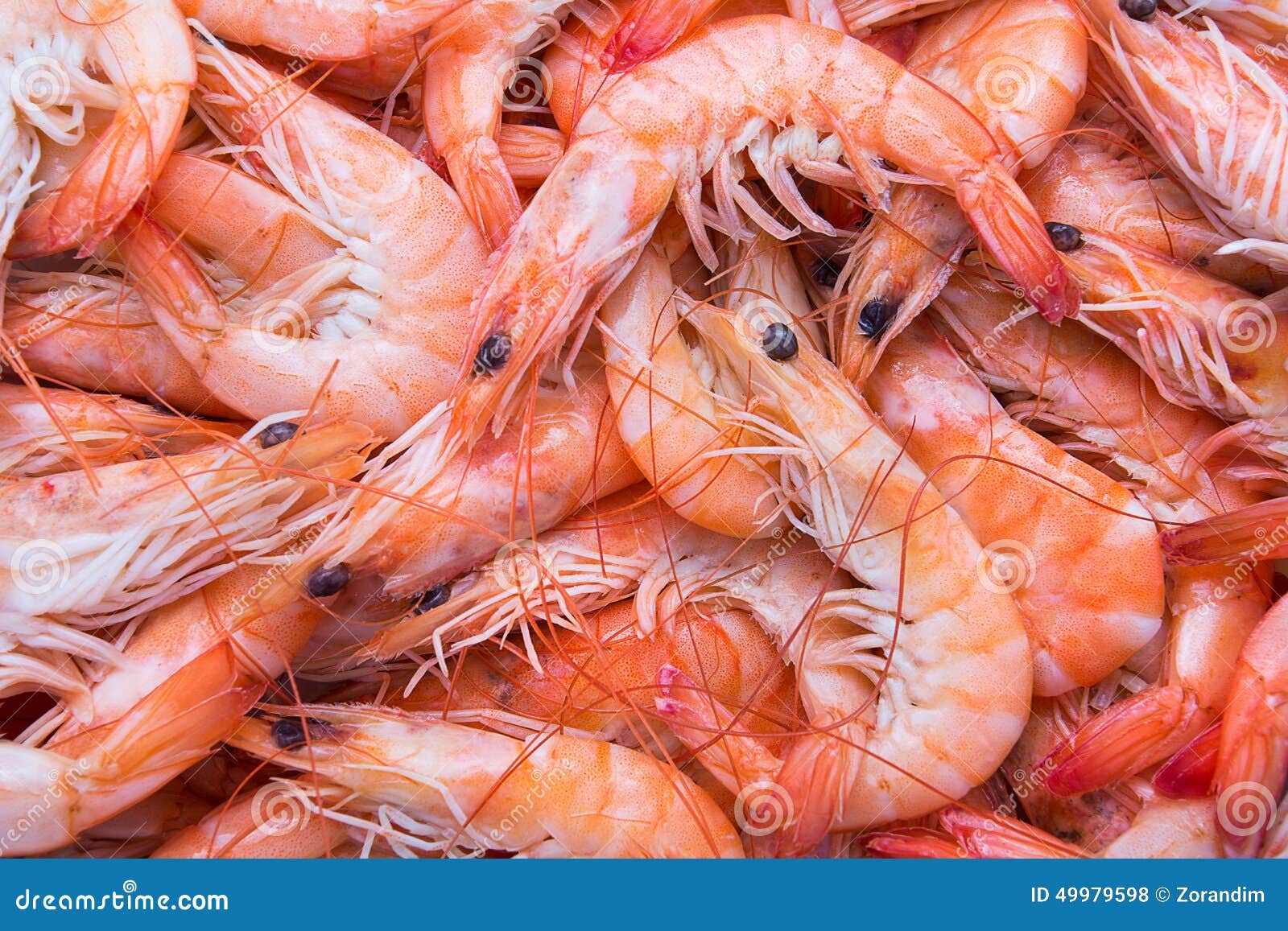 Fresh shrimp stock photo. Image of background, object 49979598