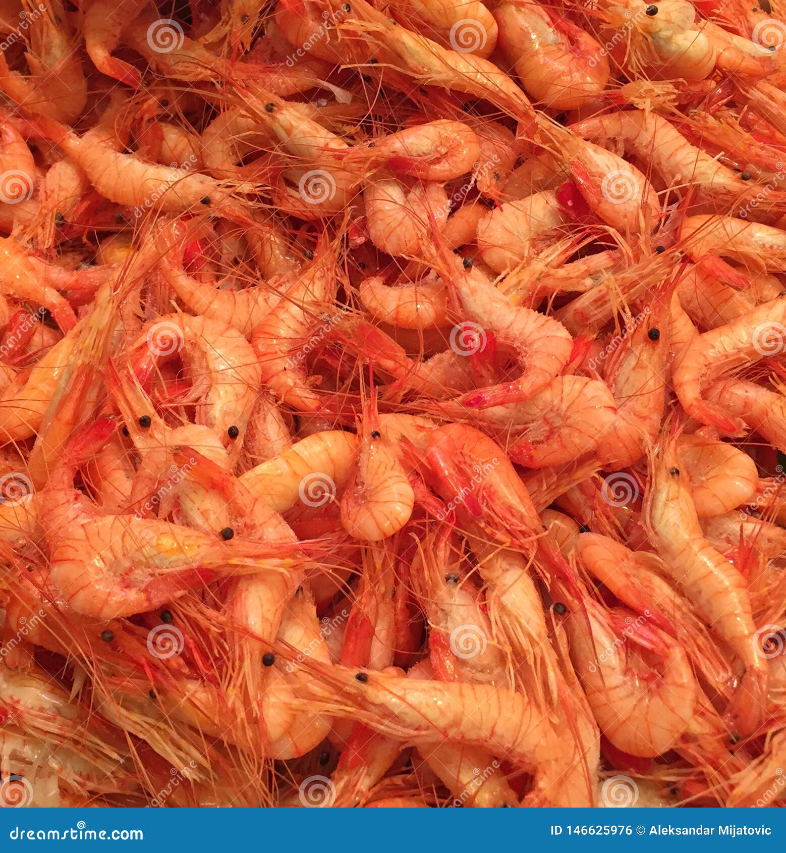 Fresh Shrimp at the Market for Sell Stock Photo Image of color