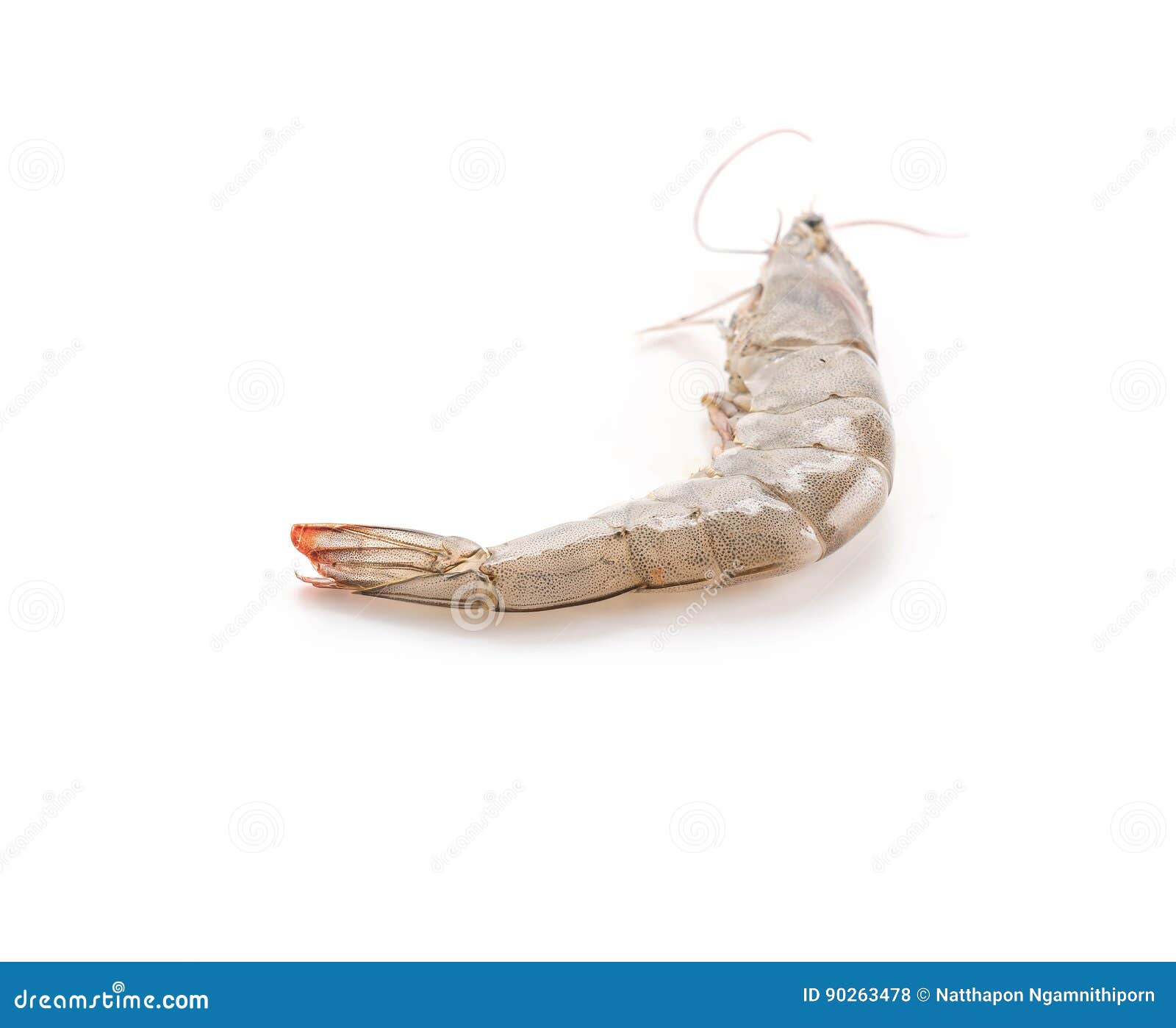 Fresh shrimp/prawn stock photo. Image of seafood, shellfish 90263478