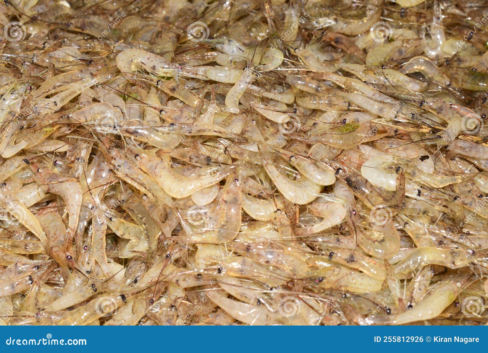 Fresh shrimp raw stock photo. Image of ingredient, colorful 255812926