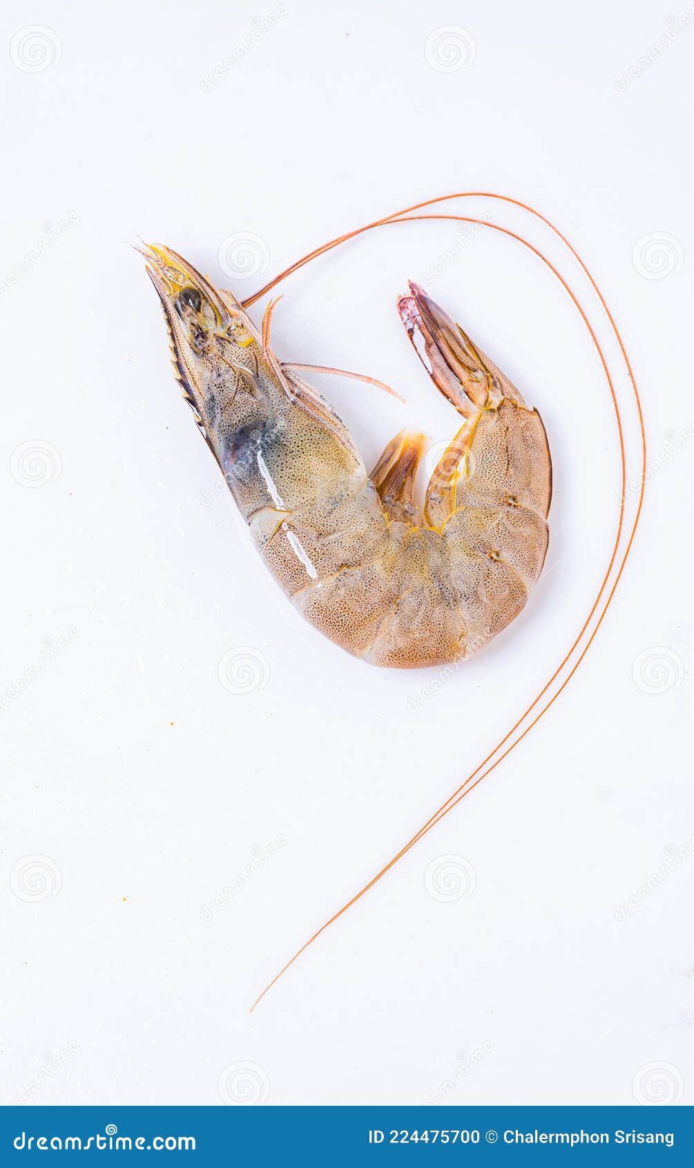 Fresh Shrimp,Raw Shrimps Isolate on White Background,fresh Shrimp/prawn