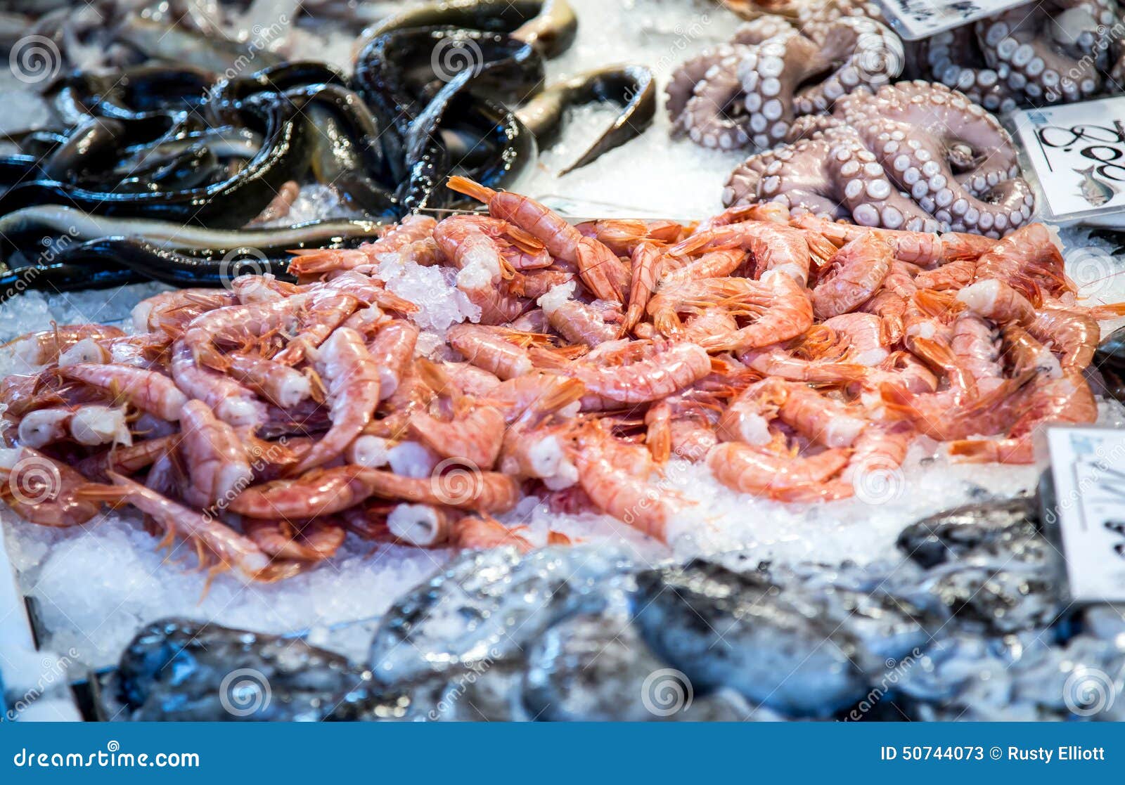 Fresh shrimp stock image. Image of fresh, fish, venice 50744073