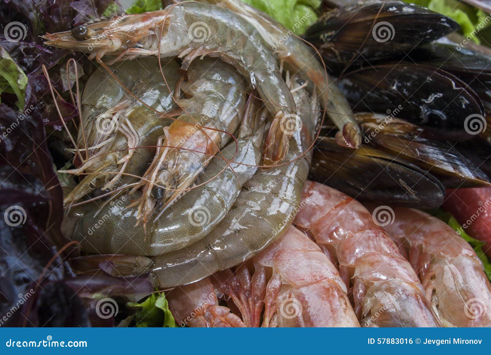 fresh shrimps