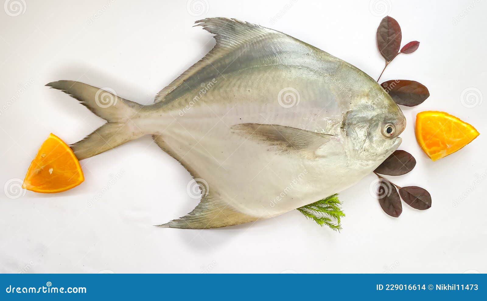 Fresh Silver Pomfret,White Pomfret Fish Isolated on a White Background