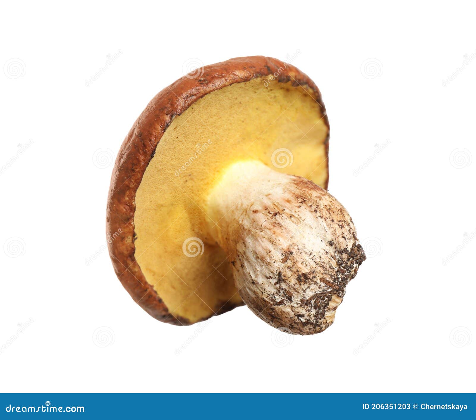 Fresh Slippery Jack Mushroom Isolated on White Stock Image Image of