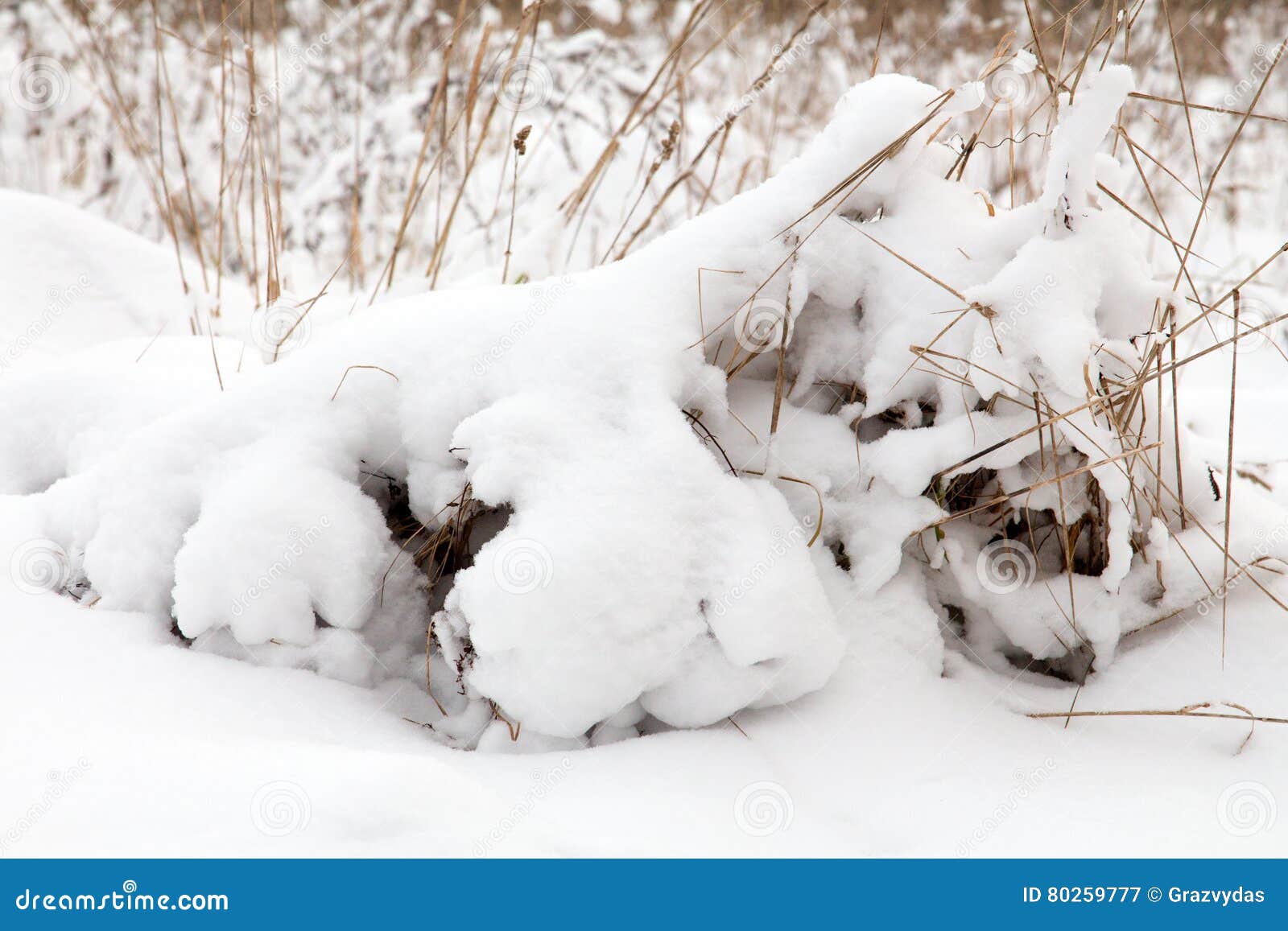 Fresh Snow Cover on Dried Plants Stock Image Image of field, outdoor
