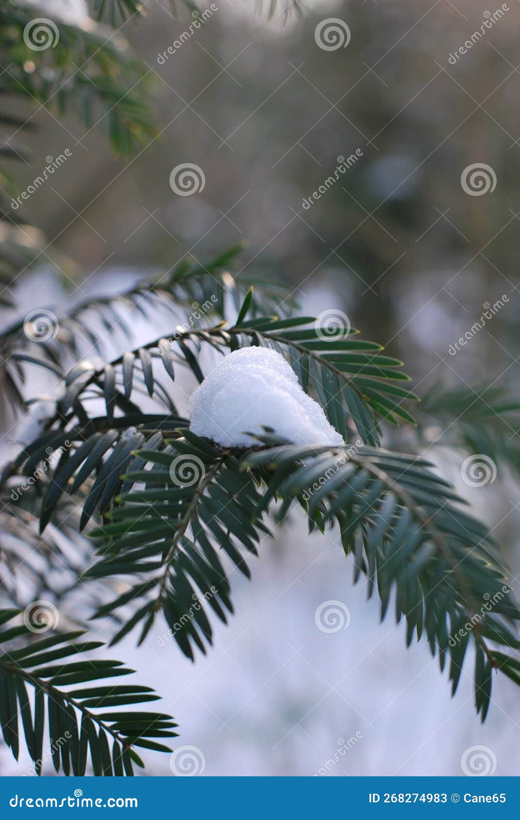 yew tree covered with snow