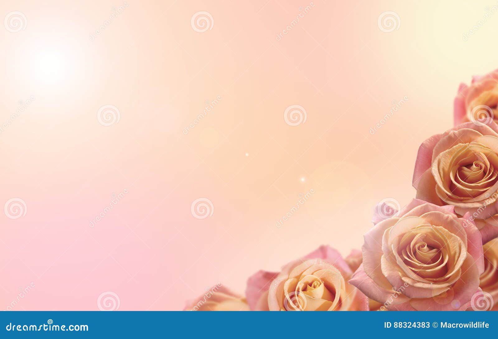 Hình ảnh với nền hoa hồng sẽ đem lại cho bạn cảm giác nhẹ nhàng và dịu dàng. Những cánh hoa xen lẫn giữa bức ảnh sẽ khiến bạn cảm thấy như đang ở trong một vườn hoa thơ mộng.