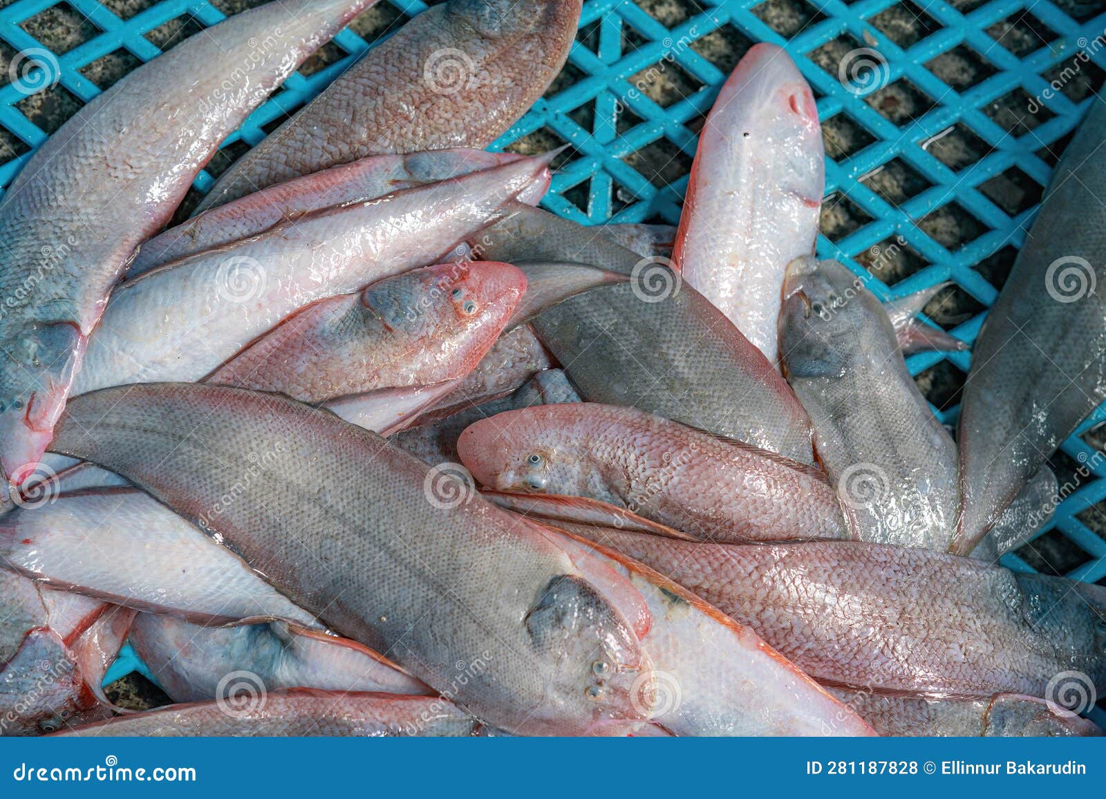 Fresh Sole Fish or Solea Solea Fishes in the Basket Stock Photo Image