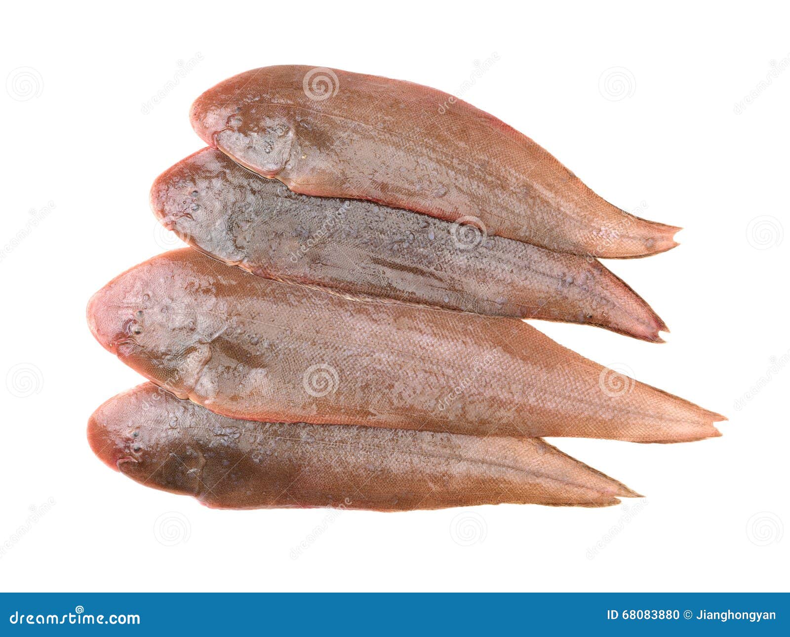 Fresh Sole fish stock photo. Image of flatfish, flavor 68083880