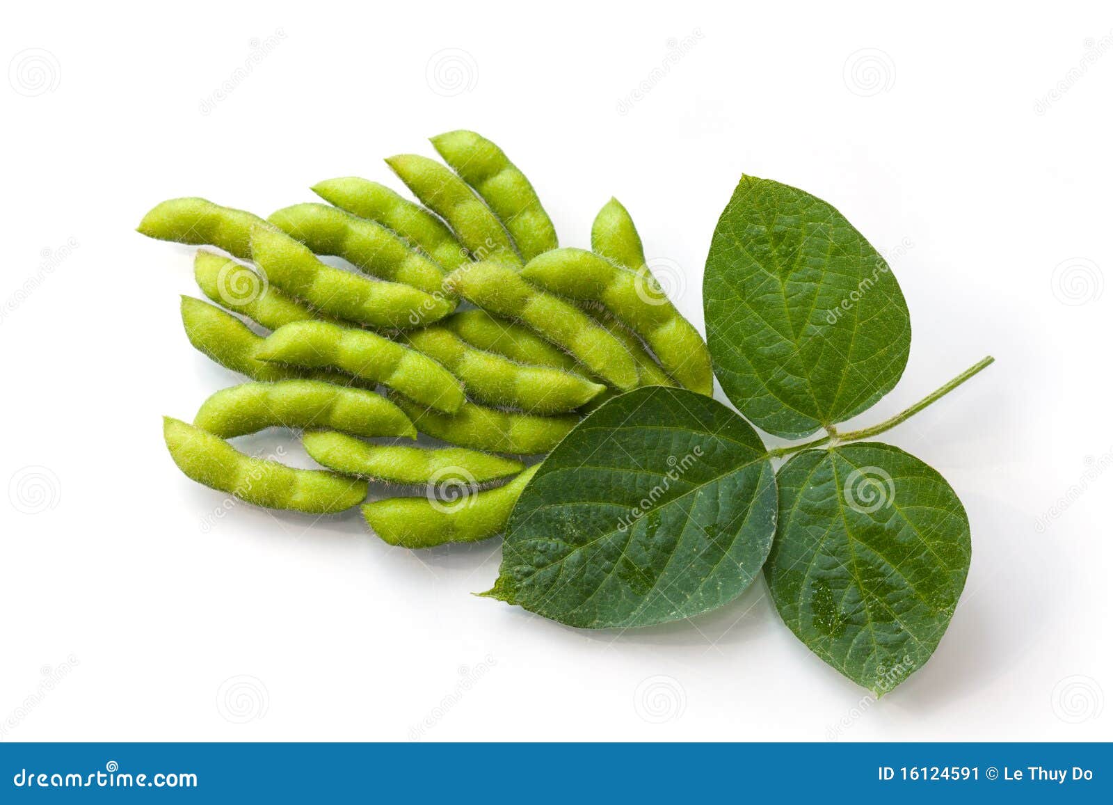 fresh soy beans
