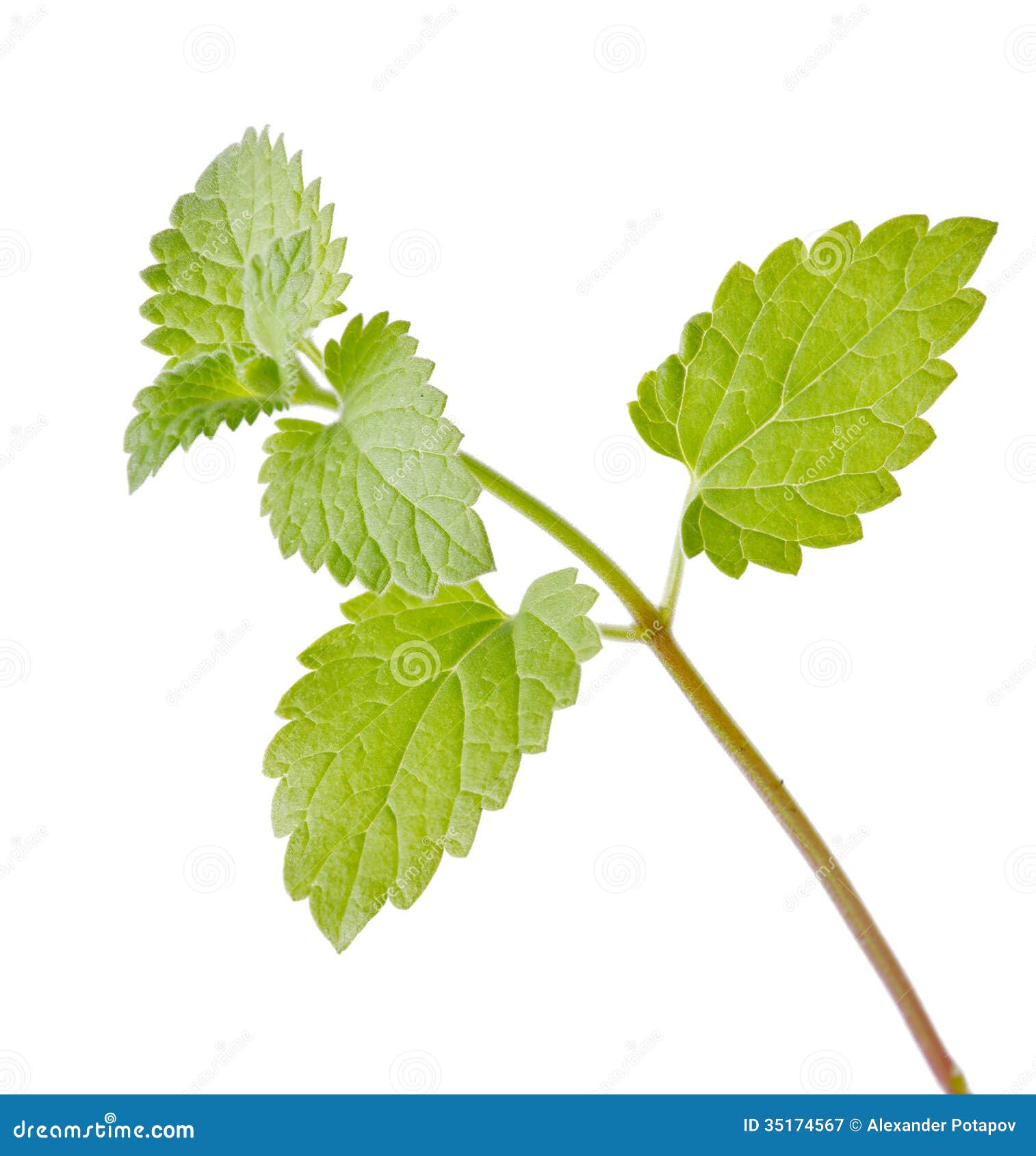 Fresh Spearmint Isolated Green Leaves Stock Image - Image of closeup ...