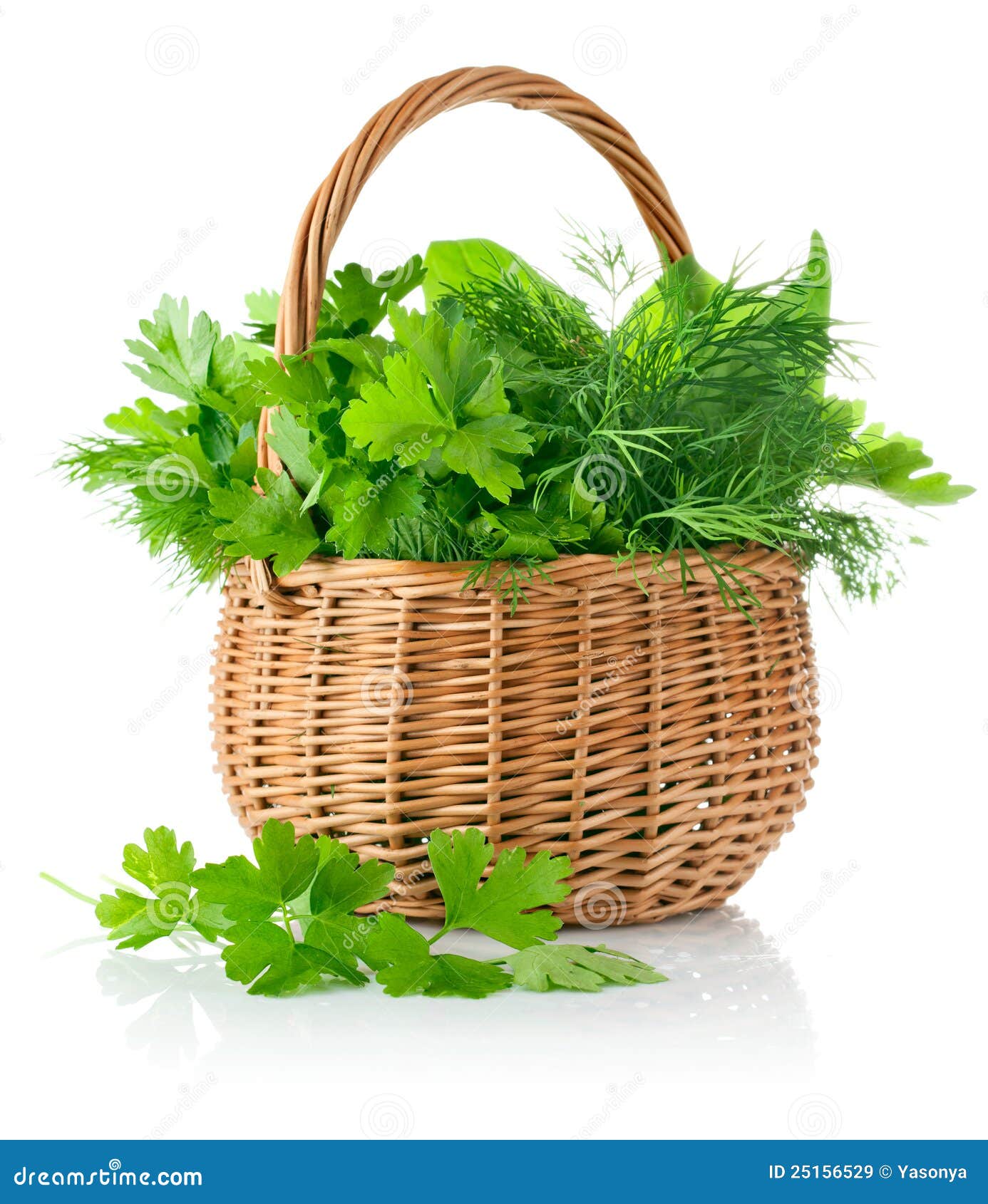 Fresh Spicy Herbs in Basket Stock Image Image of dill, natural 25156529