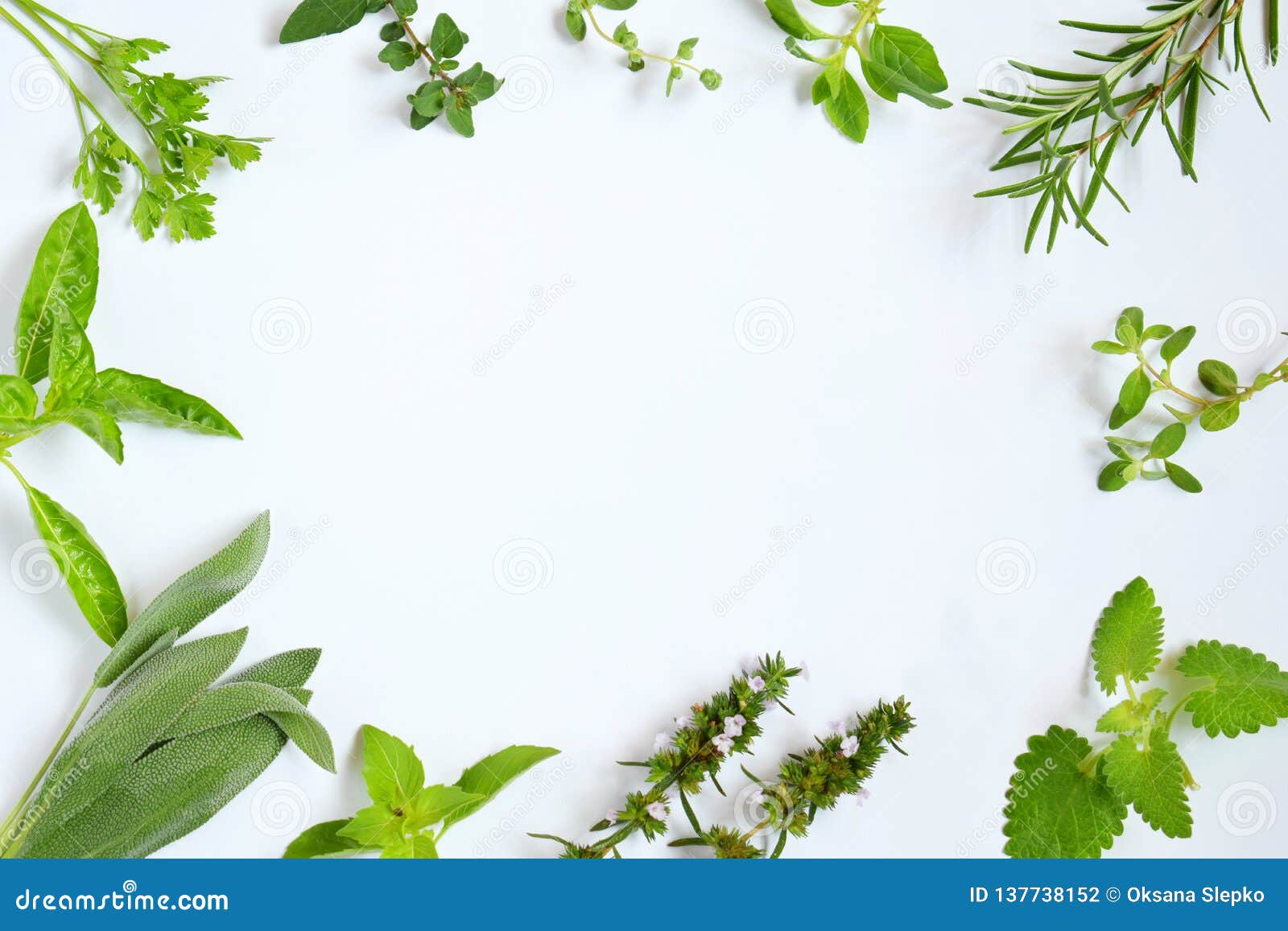 fresh spicy and medicinal herbs on white background. border from various herb - rosemary, oregano, sage, marjoram, basil, thyme,