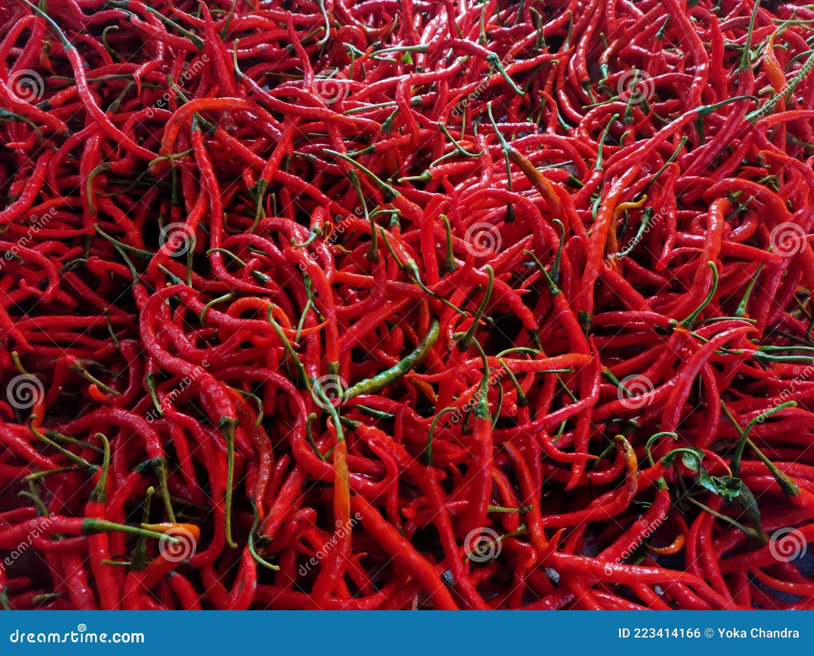 Fresh and spicy red chili stock photo. Image of spicy 223414166