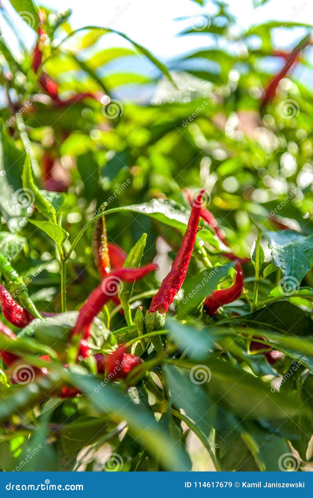 Fresh Spicy Red Peppers On The Bush Stock Image Image Of Calabria Cooking 114617679