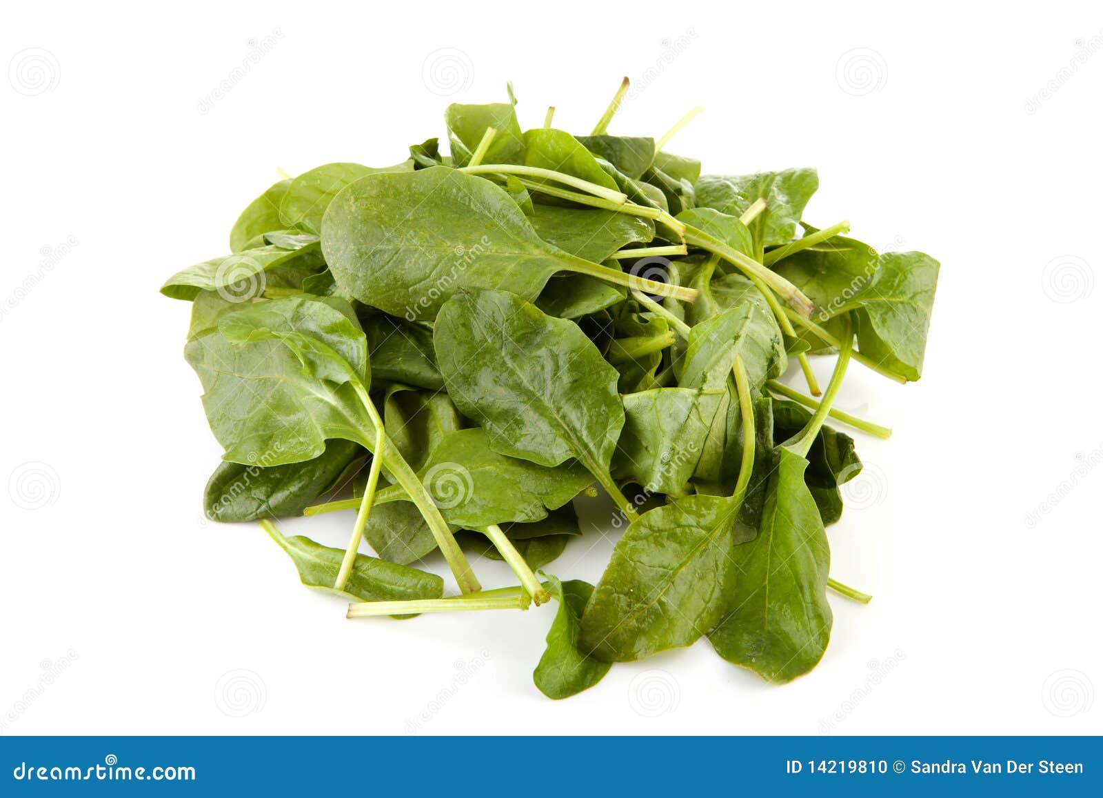 Fresh spinach stock photo. Image of pile, path, organic 14219810