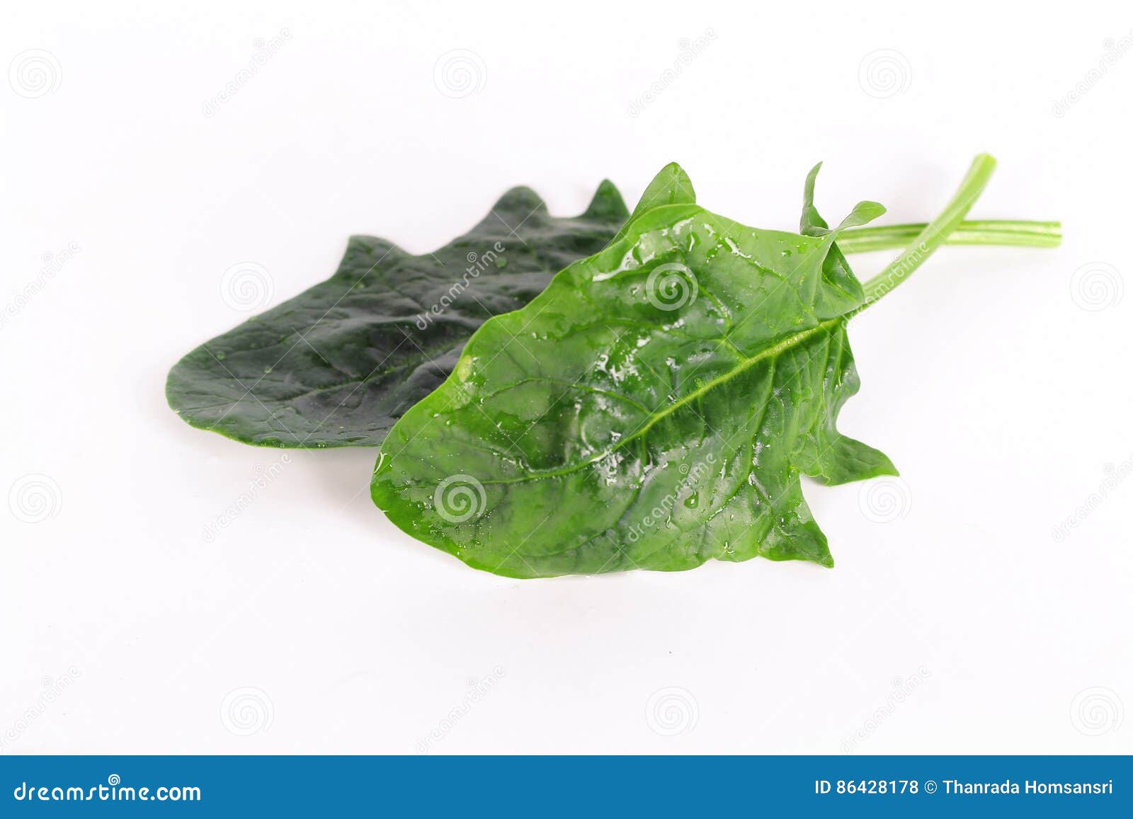 Fresh Spinach, High Protein Stock Photo Image of fresh, plant 86428178