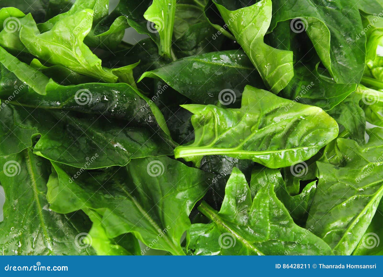 Fresh Spinach, High Protein Stock Image Image of basket, gout 86428211