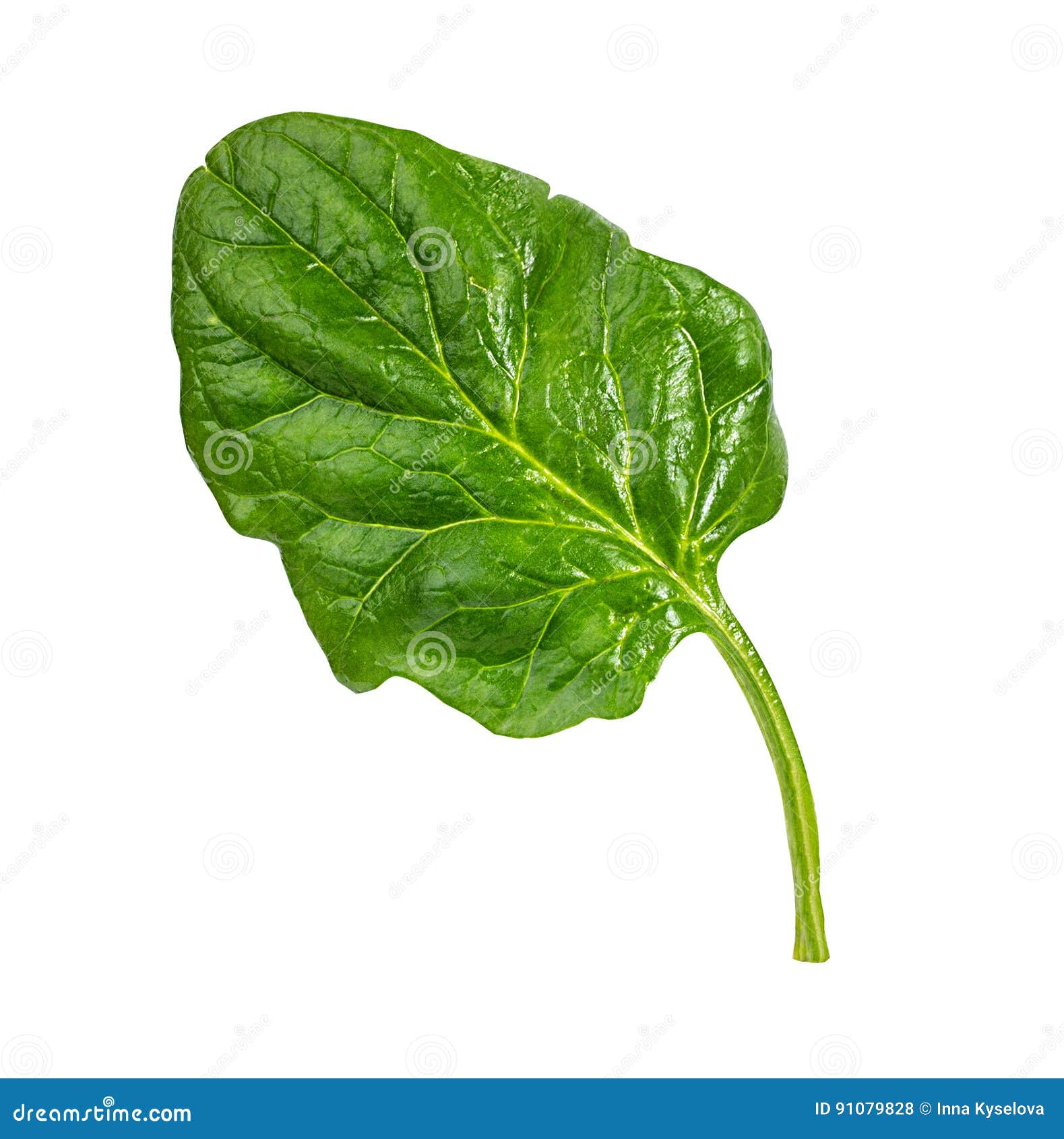 Fresh spinach isolated stock photo. Image of natural 91079828