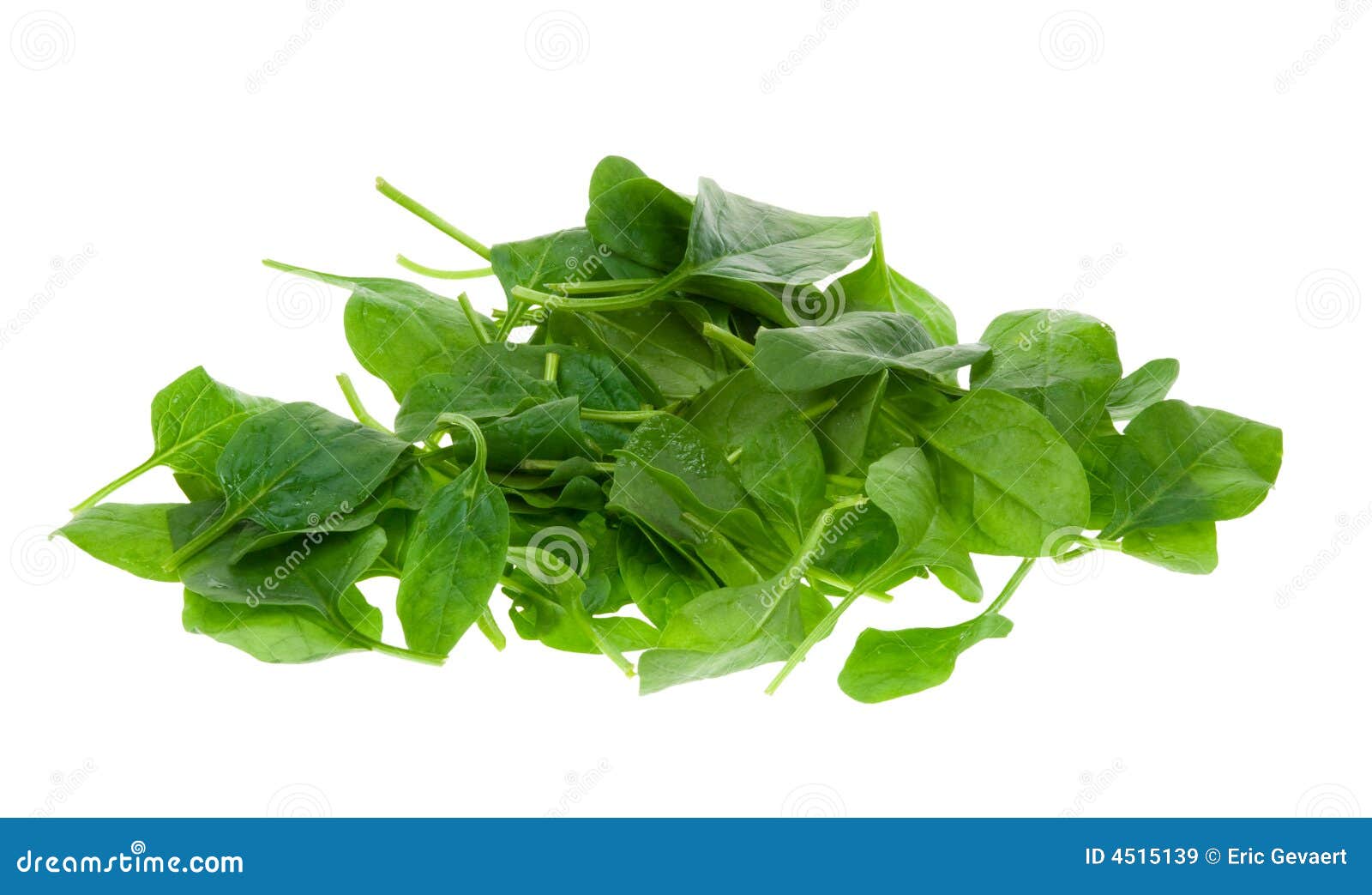 Fresh spinach leaves stock image. Image of spinach, vegetation 4515139