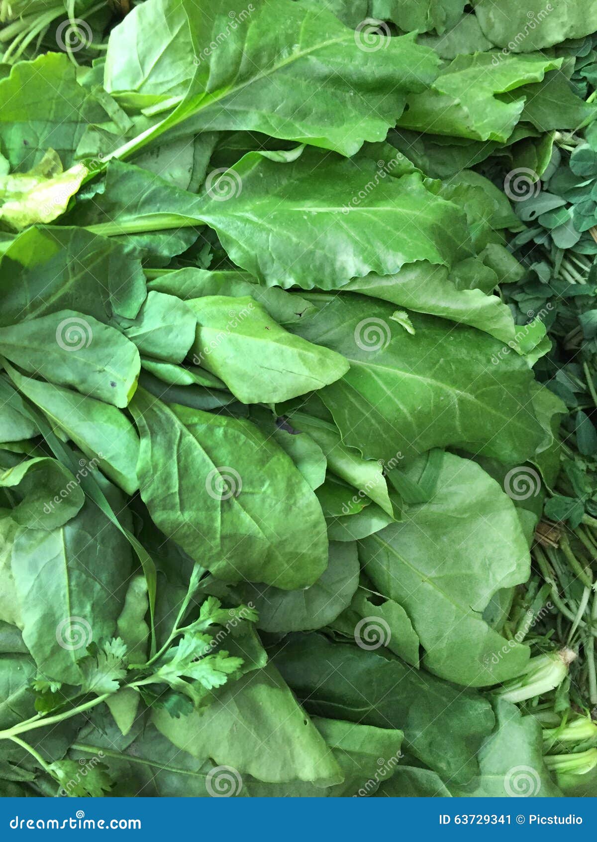 Fresh spinach leaves stock image. Image of healthy, organic - 63729341