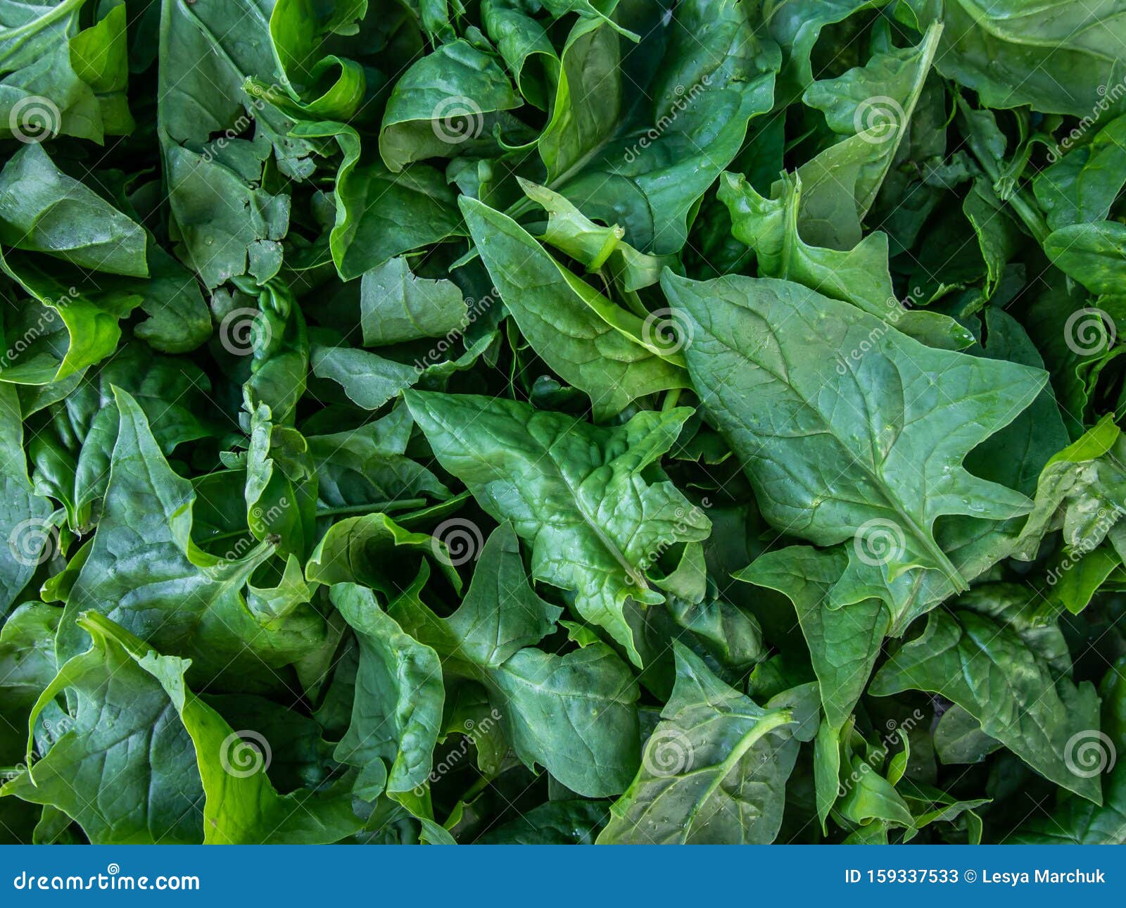 Fresh Spinach Leaves, Close-up Stock Image - Image of ecology, fragile