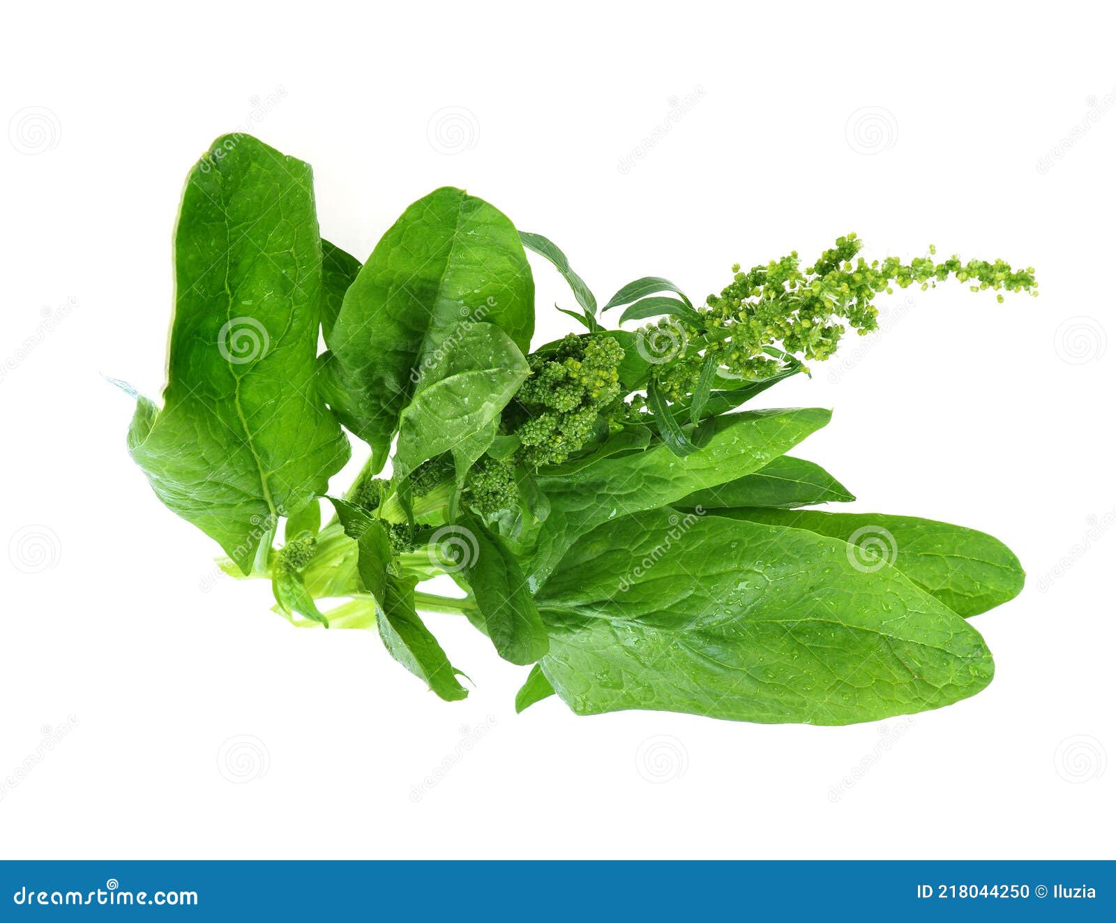 Fresh Spinach Leaves Spinacia, on an Isolated White Stock Photo