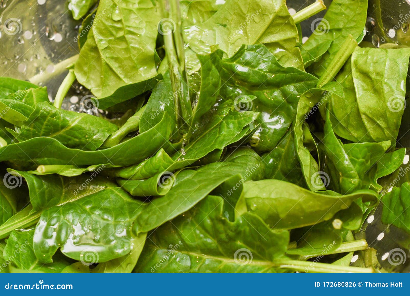 Fresh Spinach, Organic Spinach Washed with Water, a Source of Nutrition