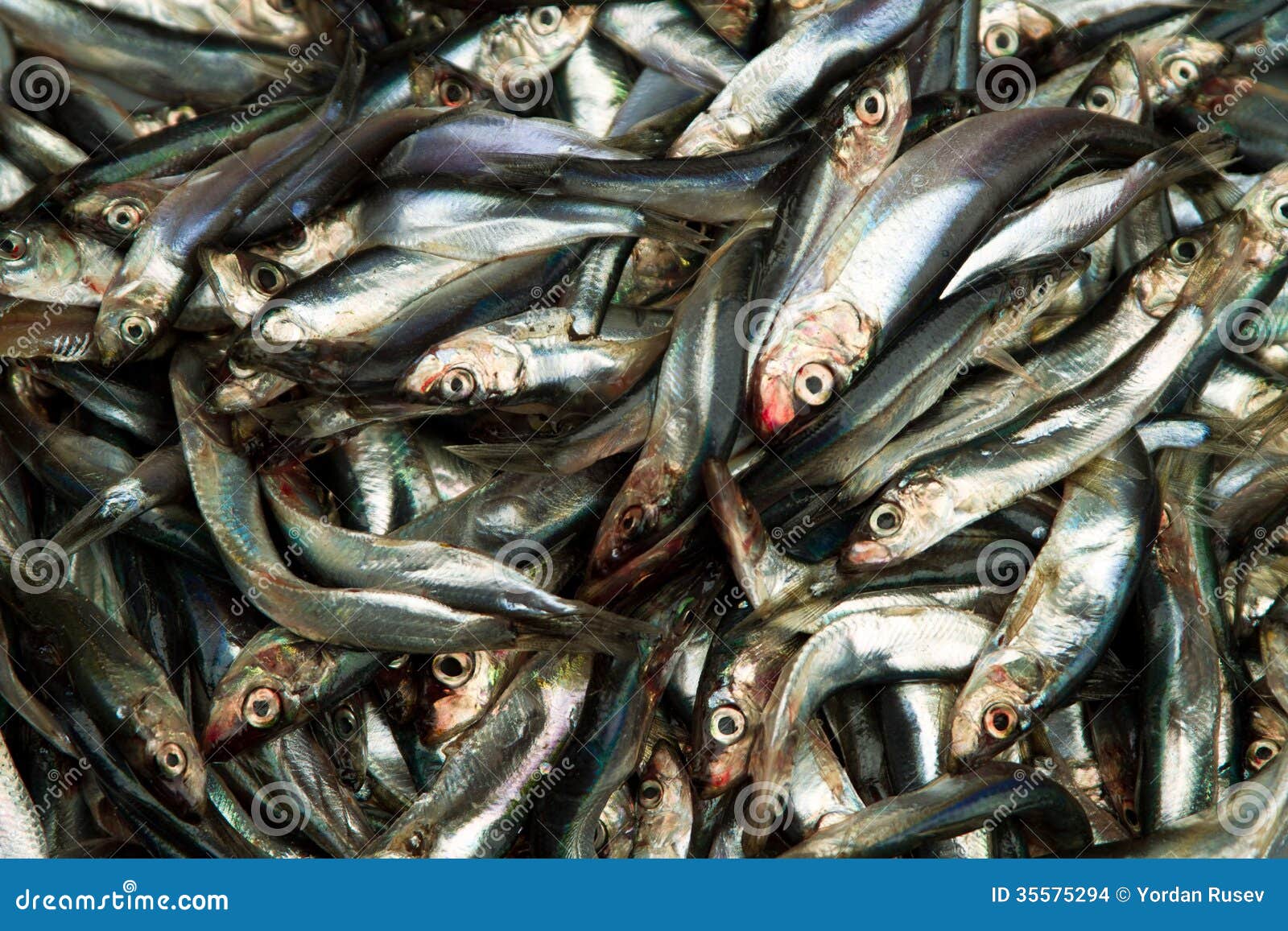 Fresh sprat stock photo. Image of nutrition, seafood - 35575294