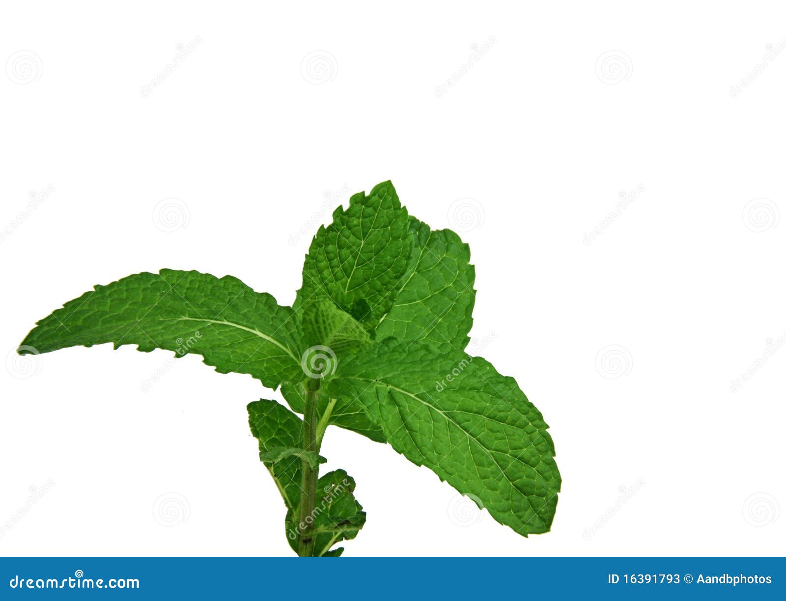 Fresh Sprig of Mint Leaves Isolated Over White Stock Image Image of