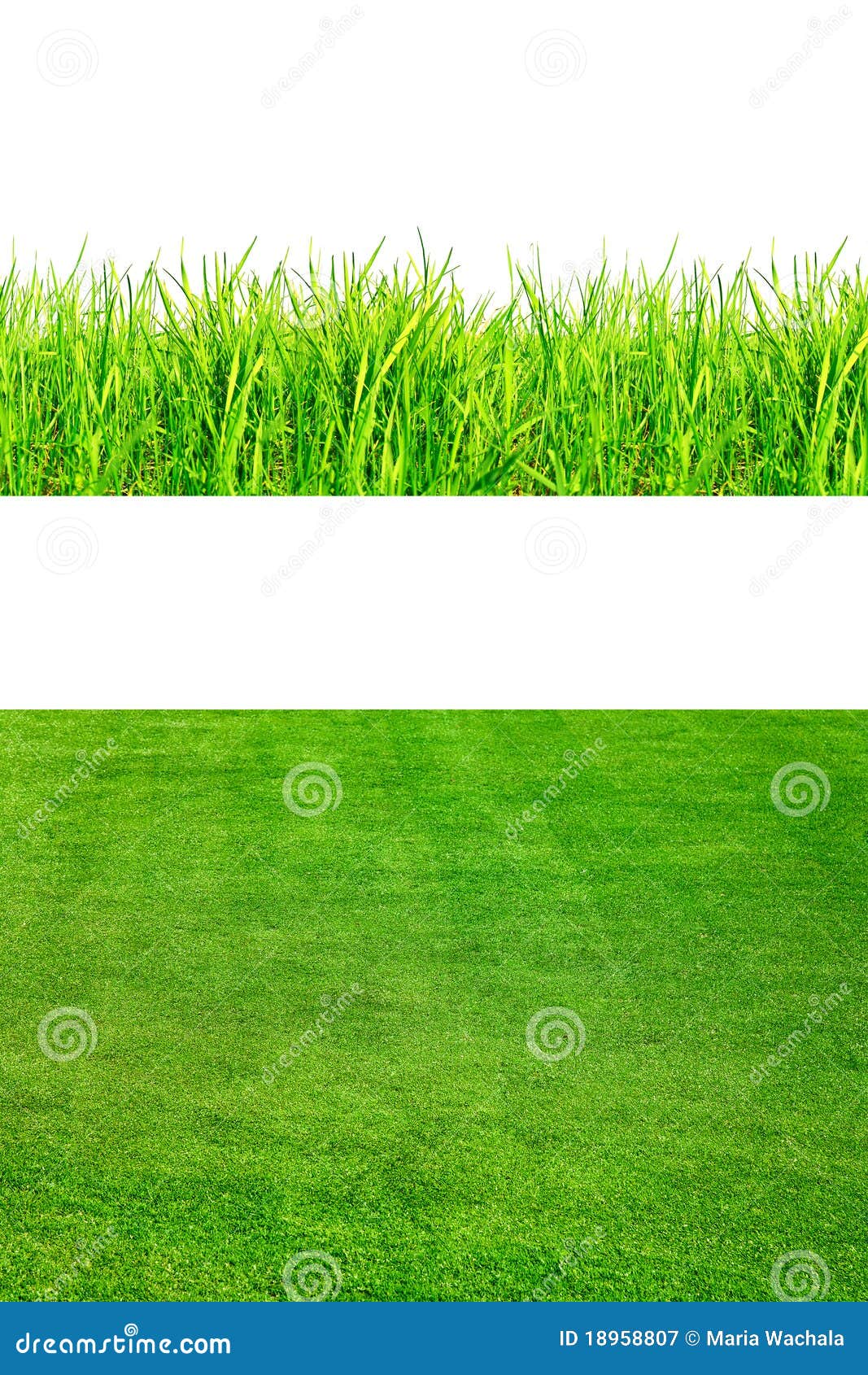 Fresh Spring Green Grass Isolated on White Stock Image - Image of ...