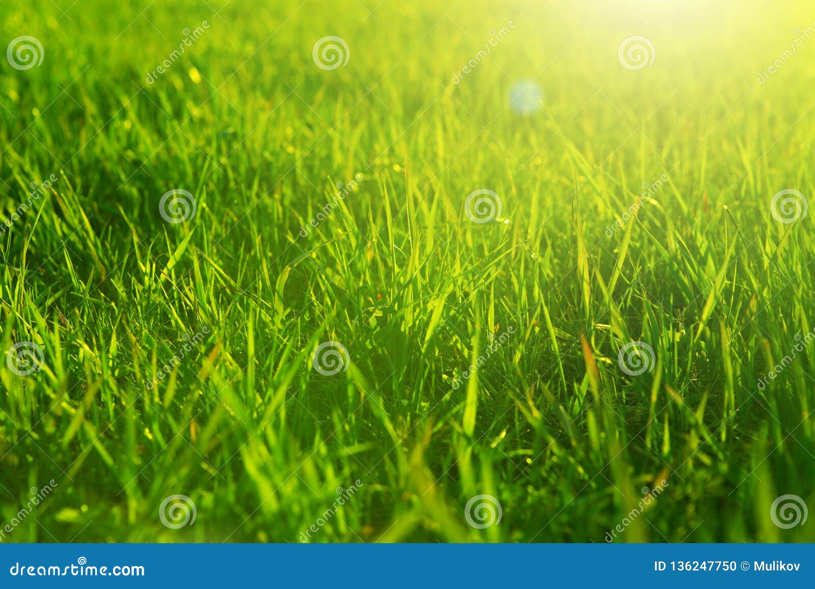 Fresh Spring Green Grass and Sun. Landscape in Summer Stock Photo