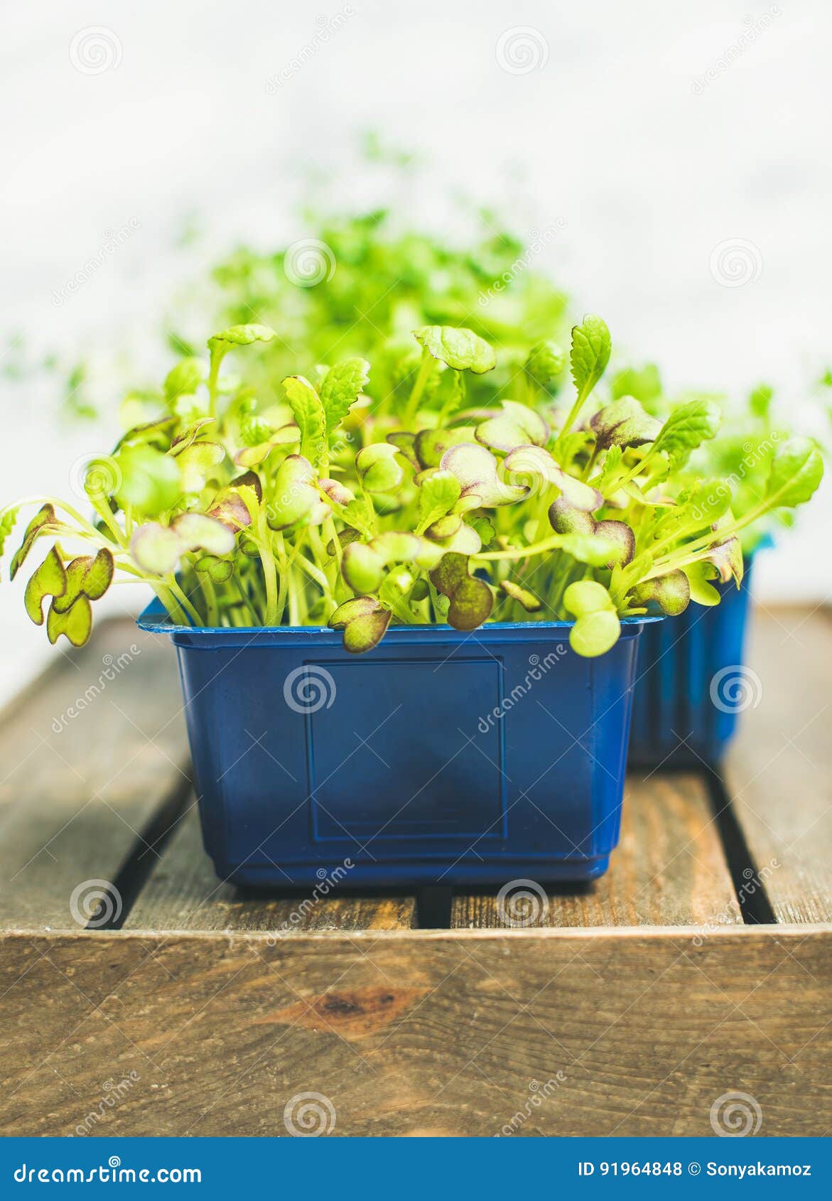 fresh spring green live radish kress sprouts on wooden tray