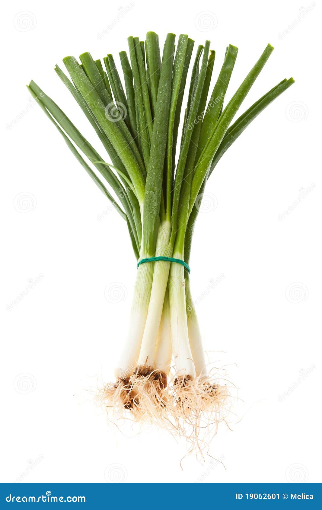 Fresh spring onions stock image. Image of cuisine, fresh 19062601