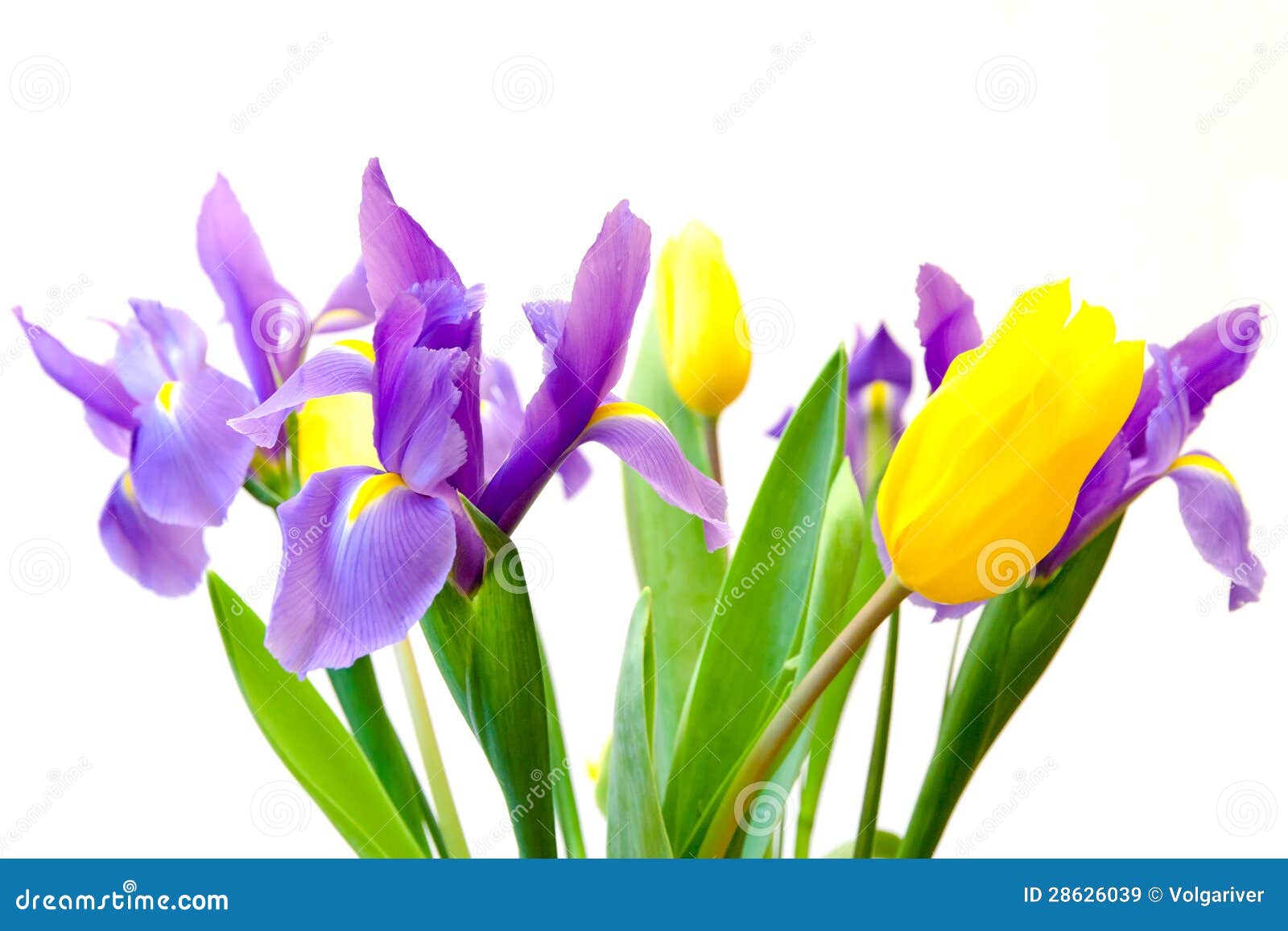 Fresh Spring Tulips and Iris Flowers. Stock Image Image of bouquet