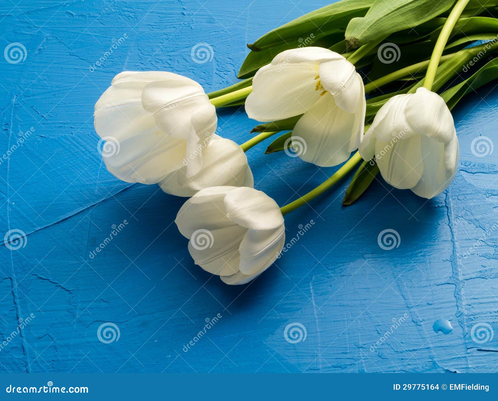 Fresh Spring White Tulips Over Blue Stock Photo Image of fresh