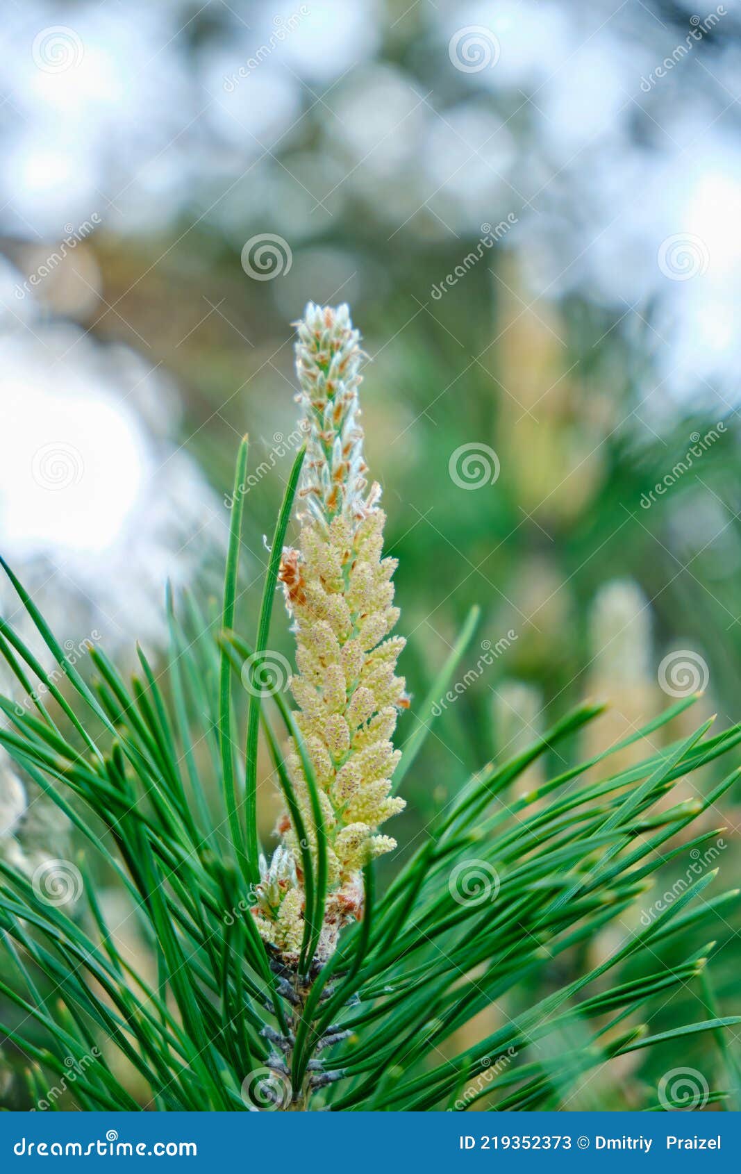 Fresh Sprouted Pine Sprouts, a Growing Christmas Tree Stock Image