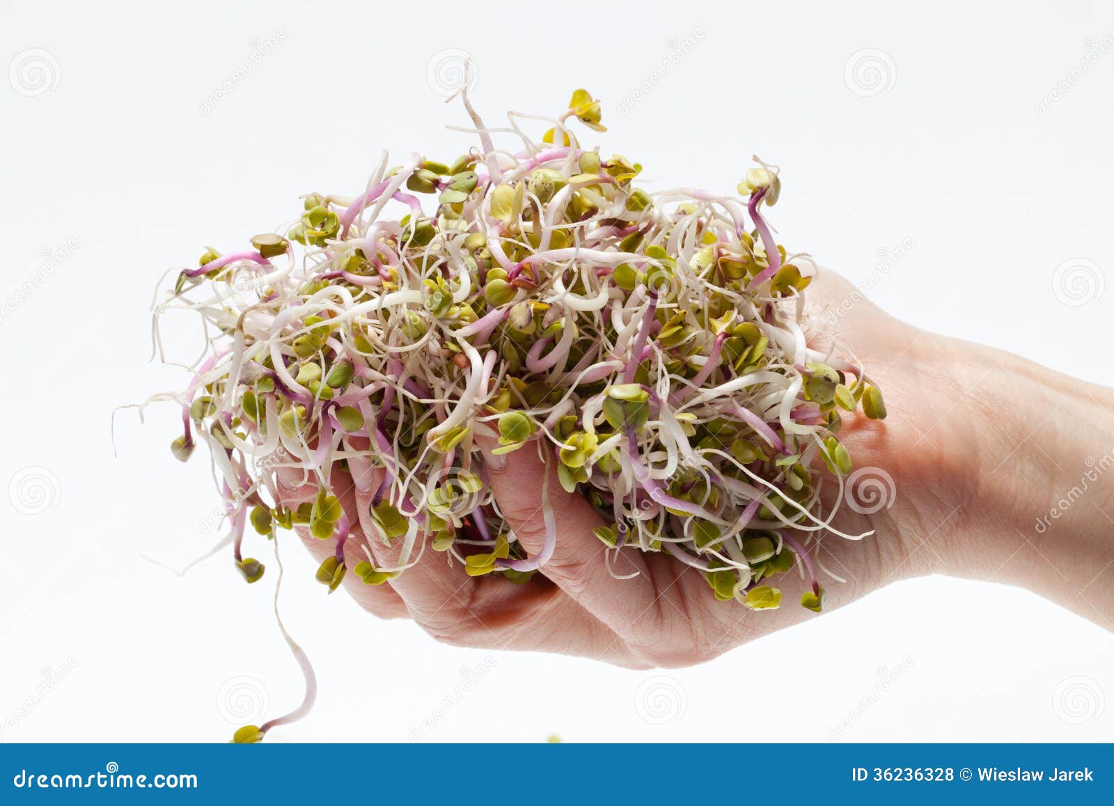 Fresh sprouts stock photo. Image of growing, leaf, harvest 36236328