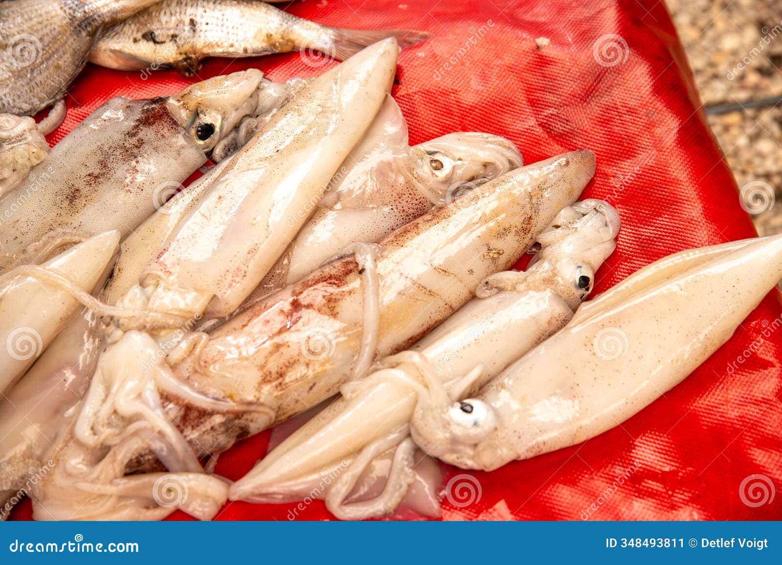 fresh squids with tentacles and shiny bodies on plastic surface