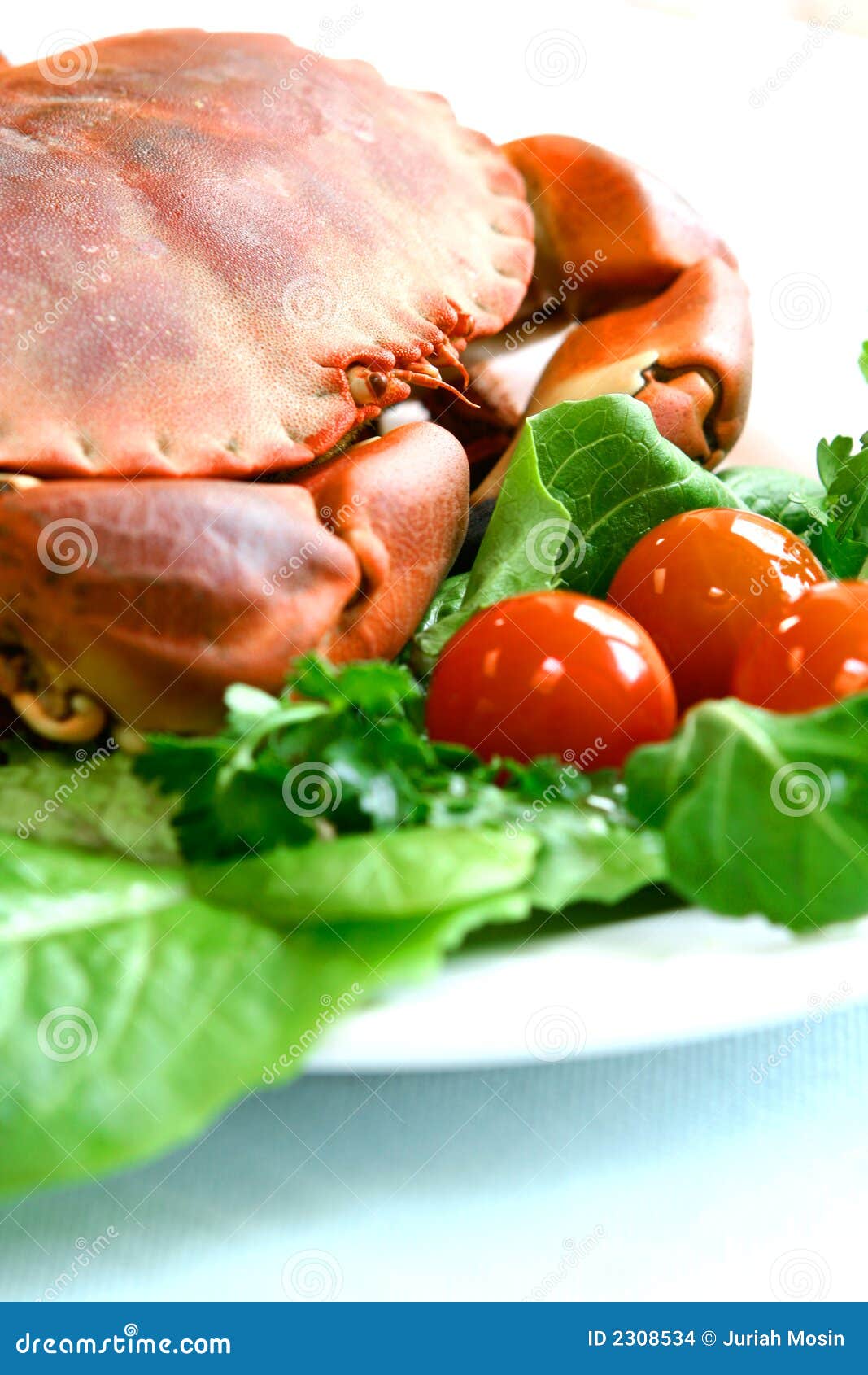 Fresh steamed crab stock photo. Image of hard, delicious - 2308534