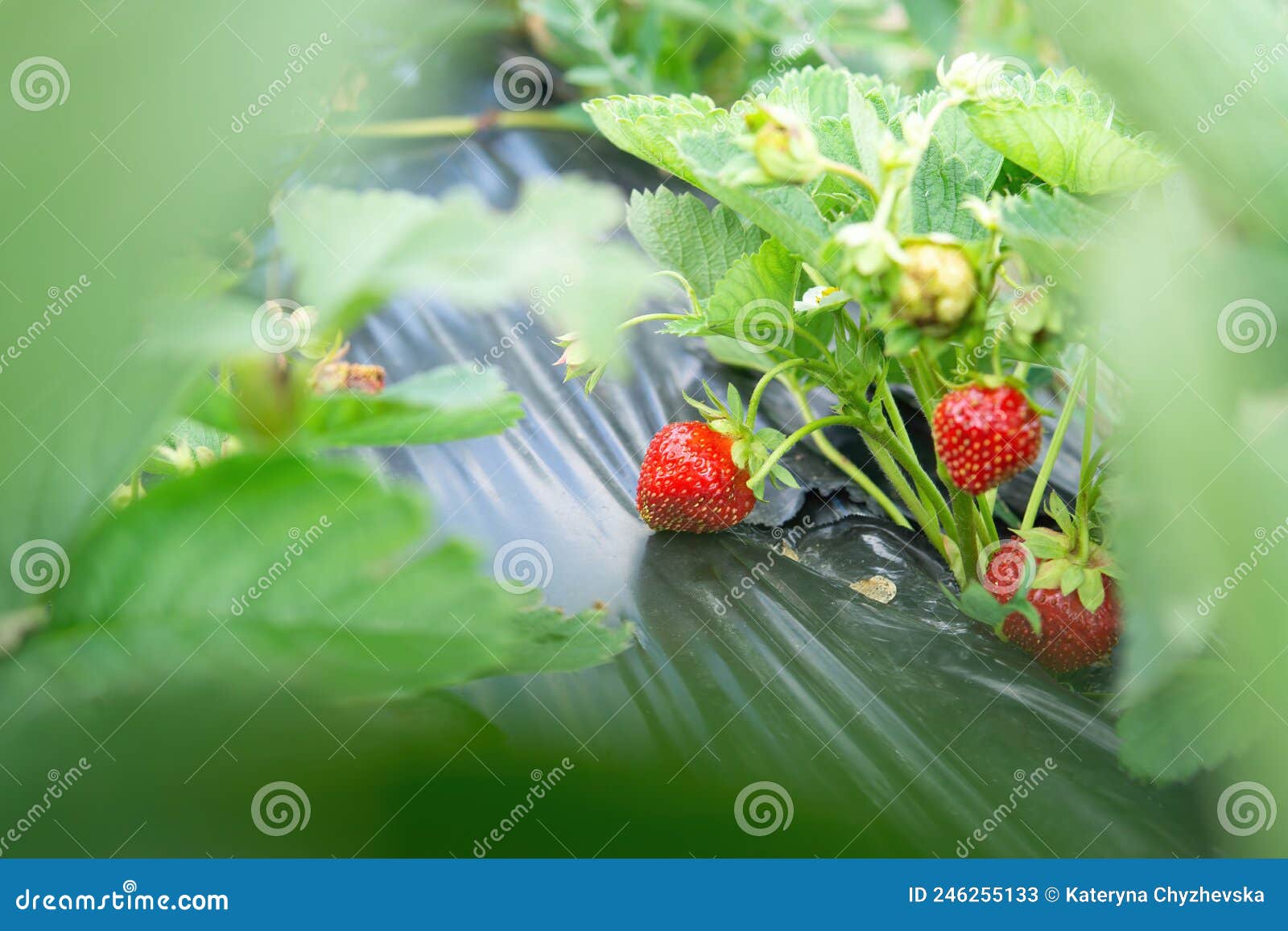 Fresh Strawberries on Black a Plastic Film Outdoors Stock Image Image
