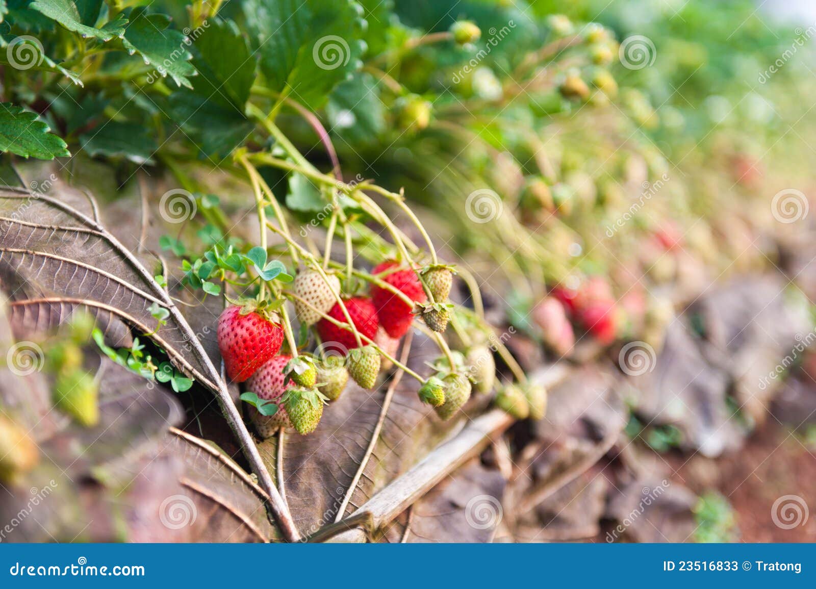 golden ridge strawberry farm golden ridge strawberry farm